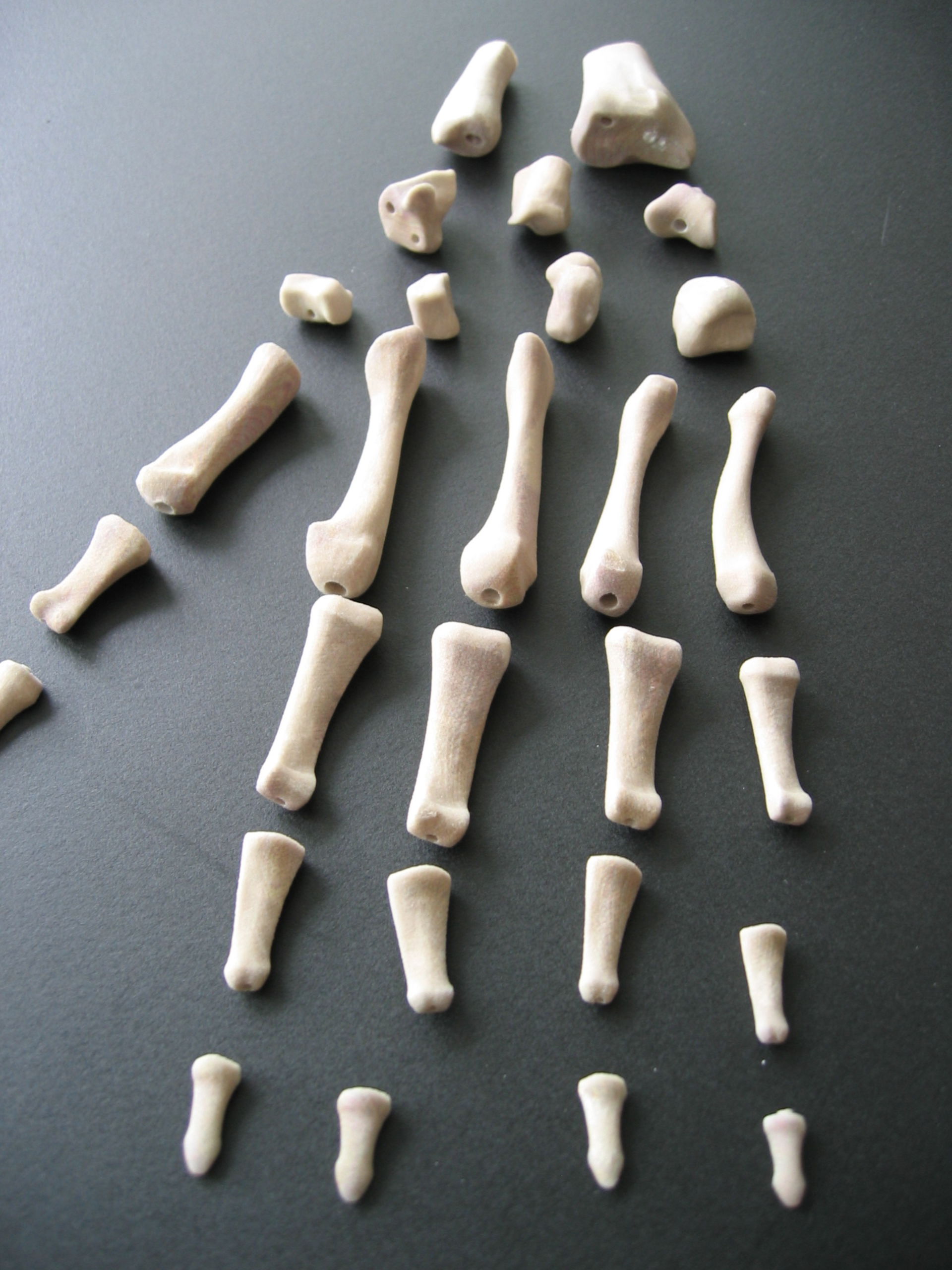 Bones of the hand.