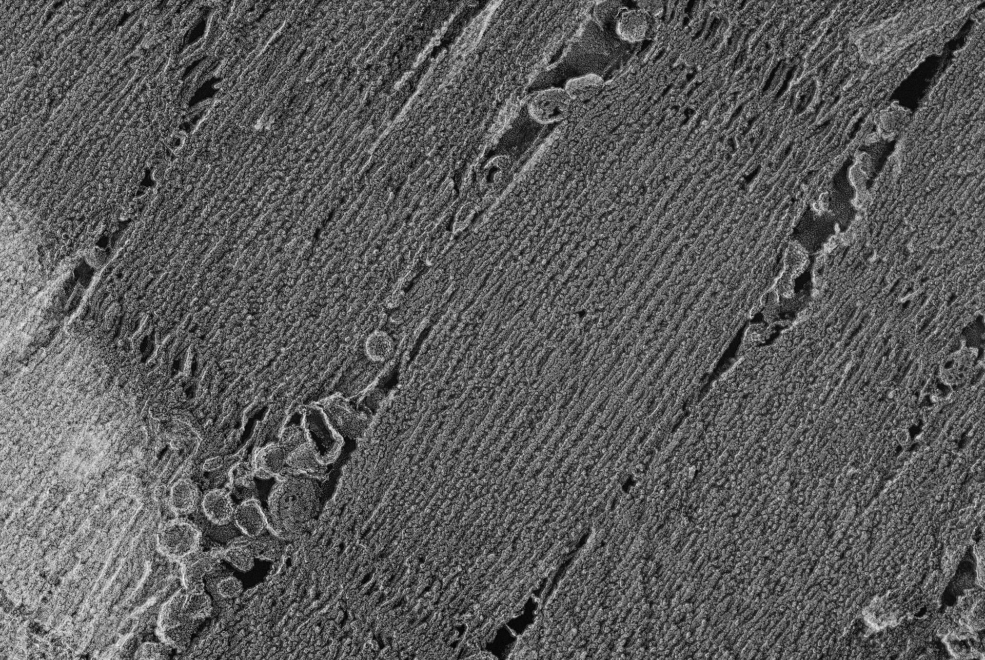 Oryctolagus cuniculus (Cytoskeleton) - CIL:834