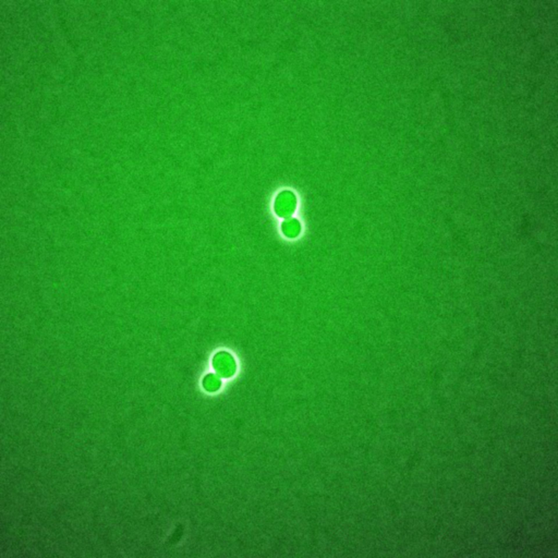 Saccharomyces cerevisiae (BCK2 protein) - CIL:35783