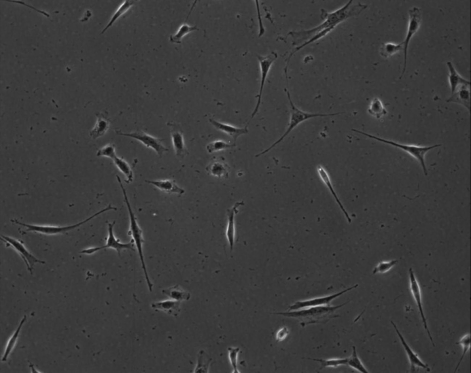 Mus musculus (Extracellular matrix part) - CIL:8834