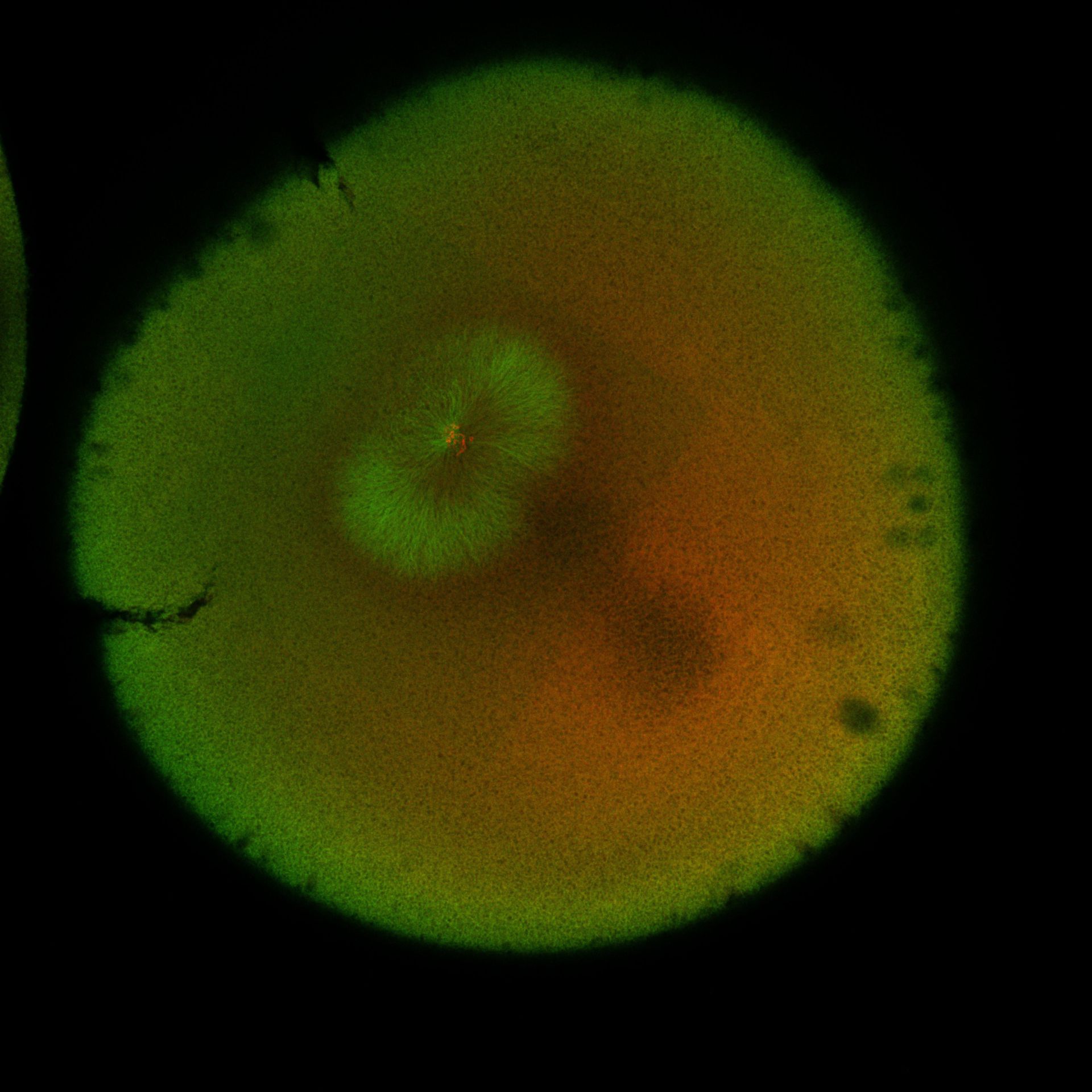 Xenopus laevis (DNA) - CIL:36550
