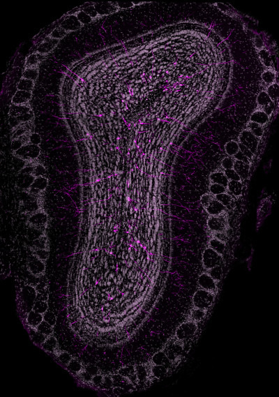 Die Hirnstammzellen entwickelten sich zu Interneuronen (lila), die in das Riechzentrum eingewandert sind. © Ana Martin-Villalba, DKFZ