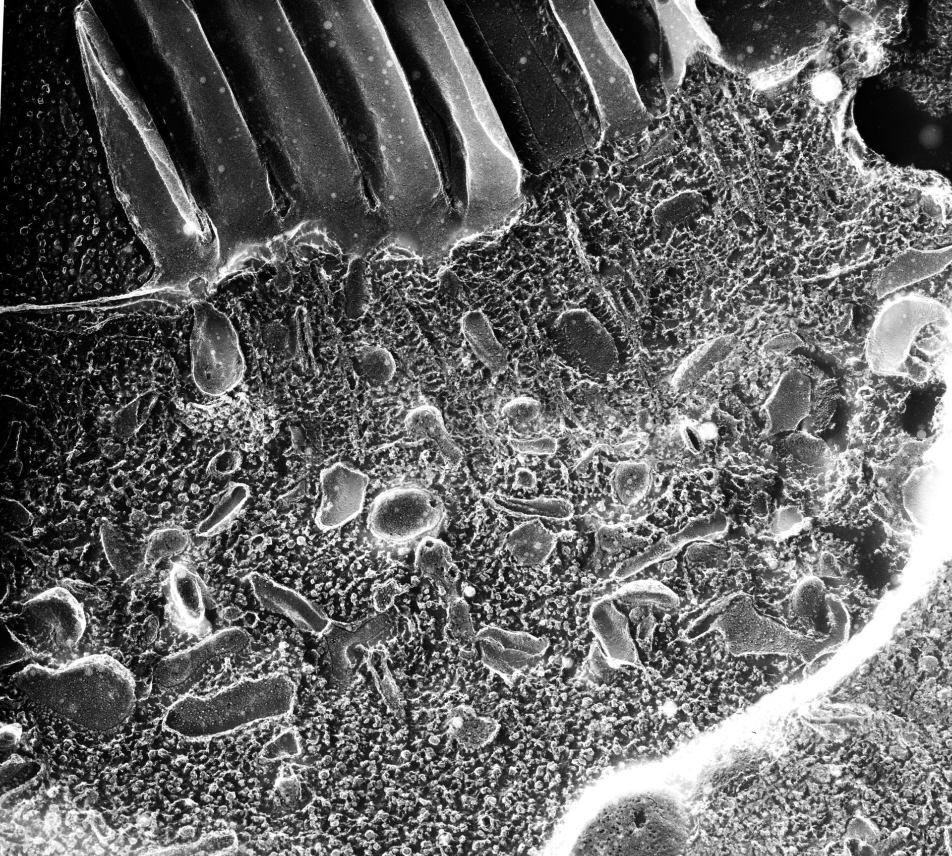 Paramecium multimicronucleatum (Cilium) - CIL:12635