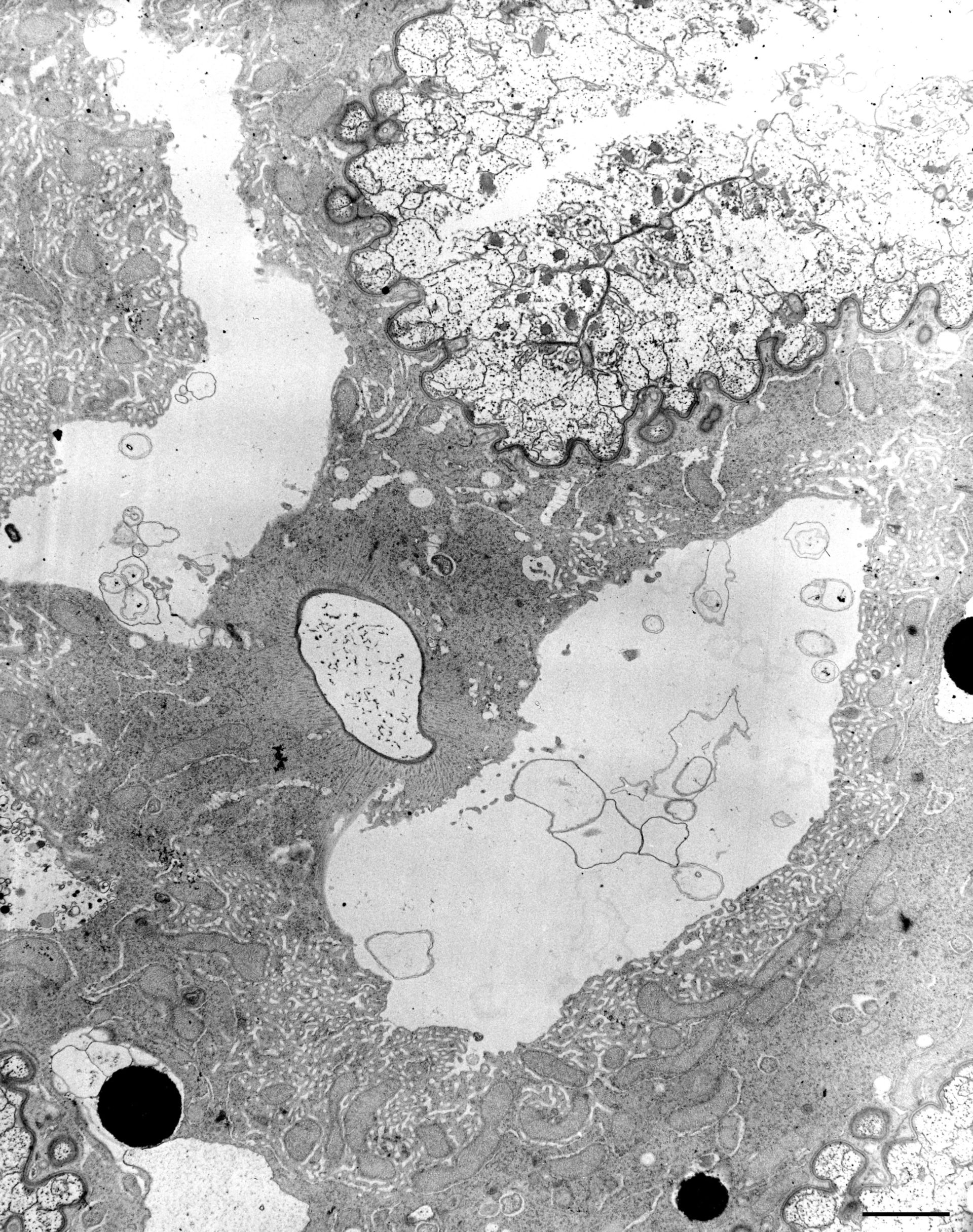 Nassula (Cytoplasm) - CIL:12312