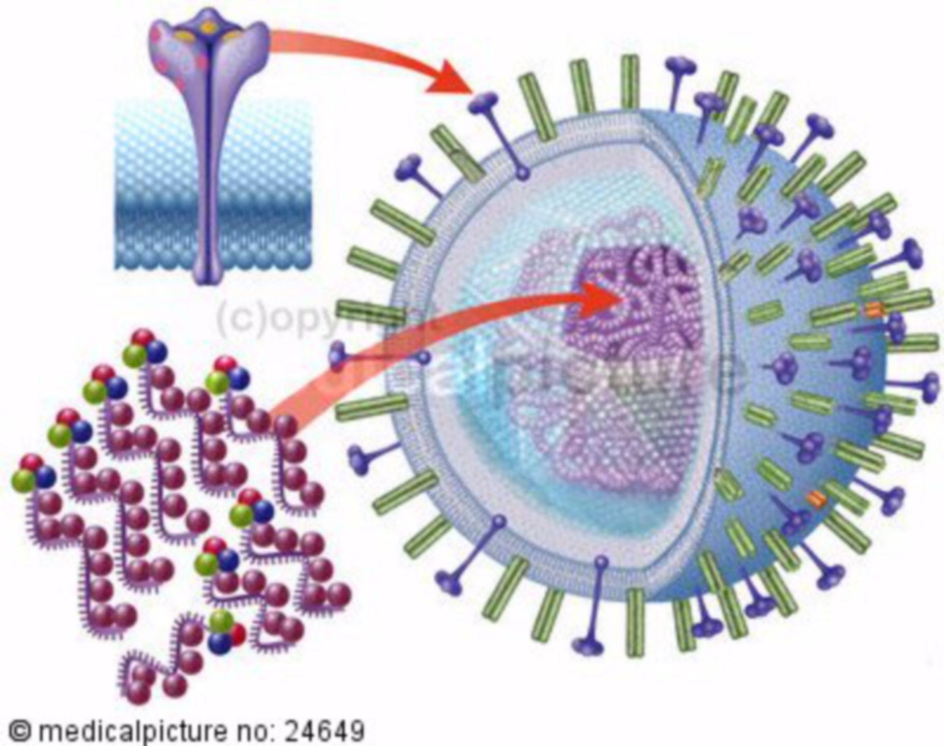  Aufbau eines Influenza Virus mit RNA 
