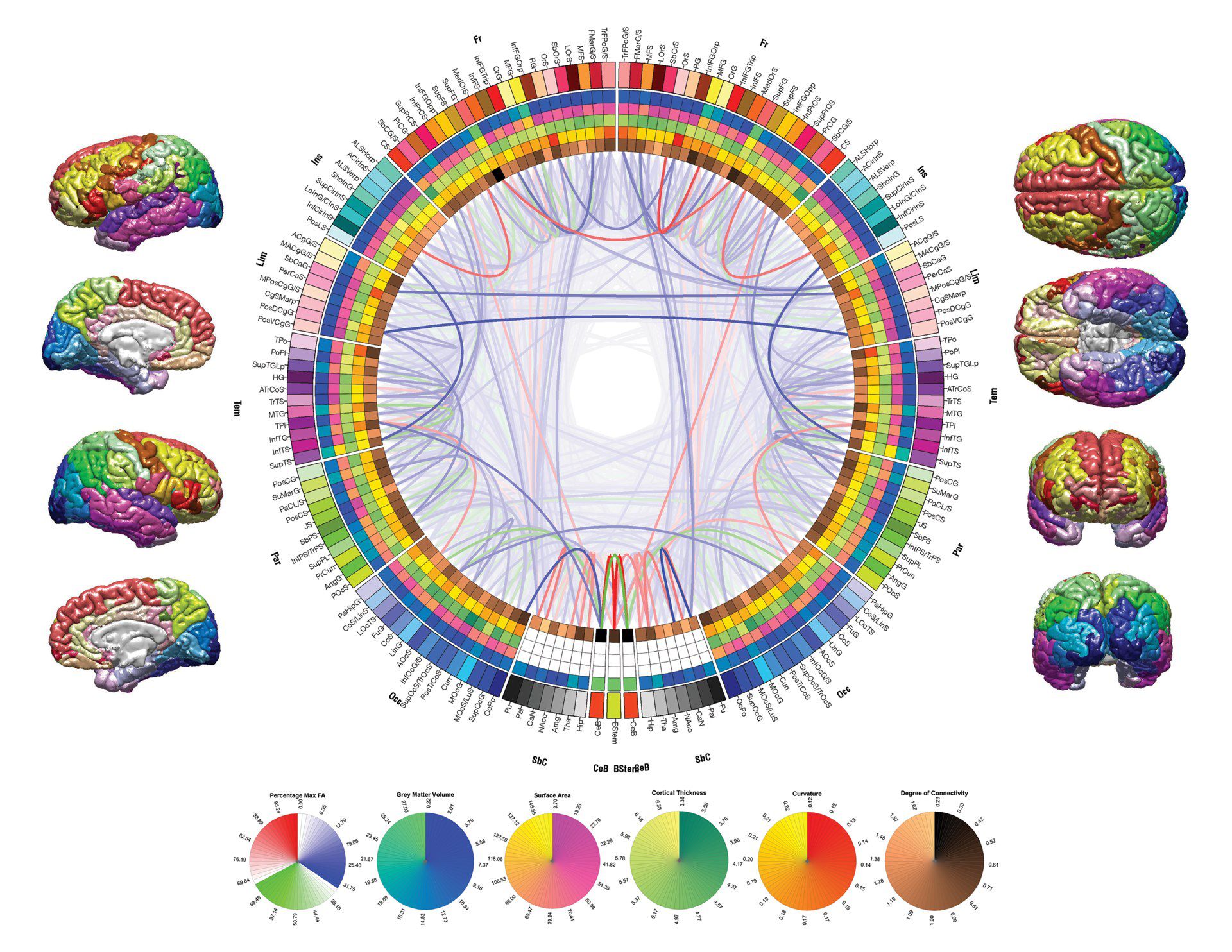 Mapping Morphometry and Connectedness of the Human Brain