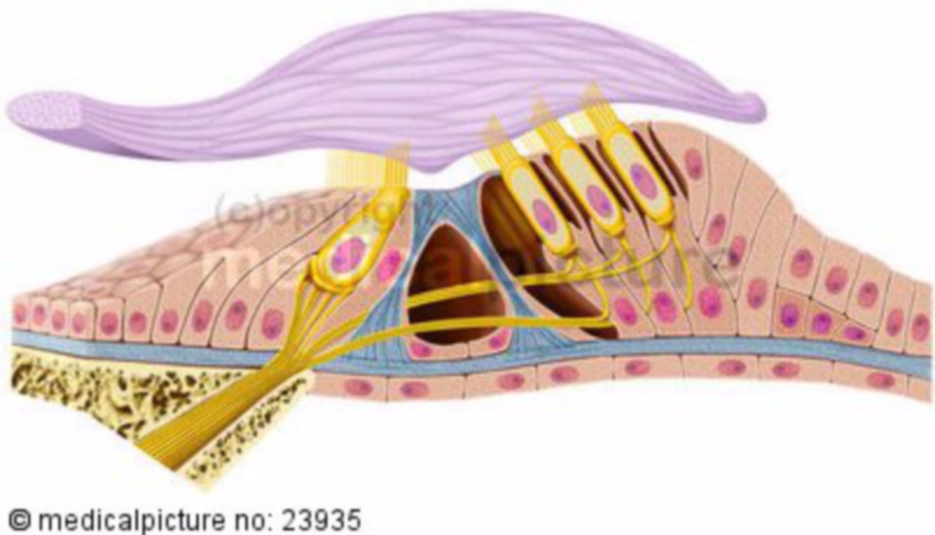 Inner ear, organ of Corti