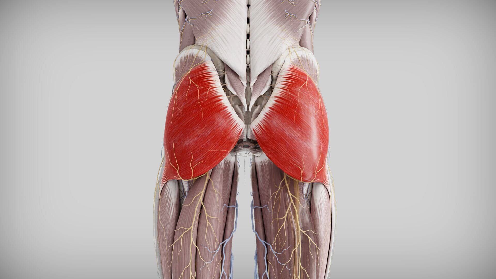 Musculus Gluteus Maximus DocCheck Musculus Gluteus Maximus DocCheck