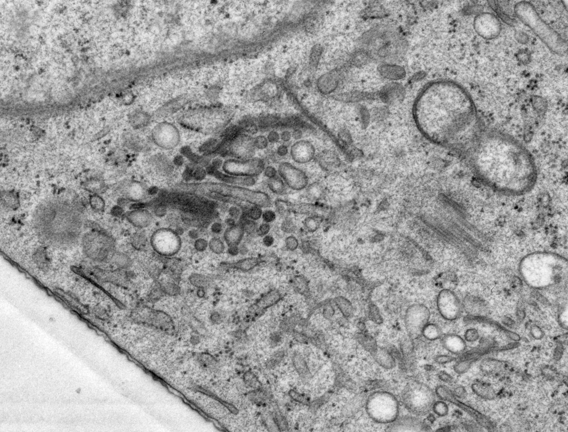 Rattus norvegicus (Golgi cisterna) - CIL:24518