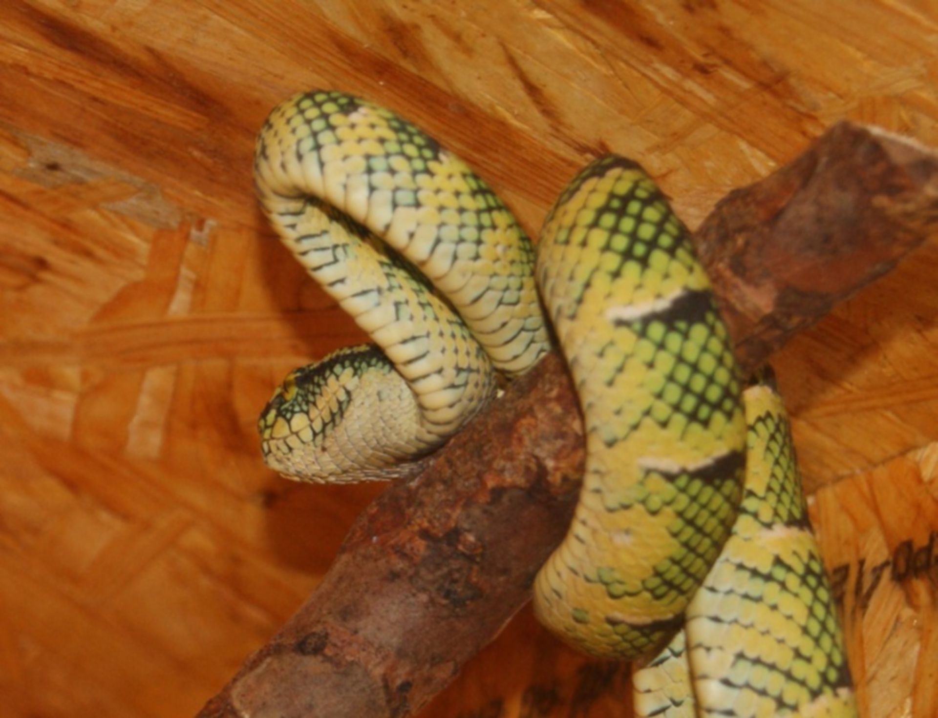 Tropidolaemus wagleri