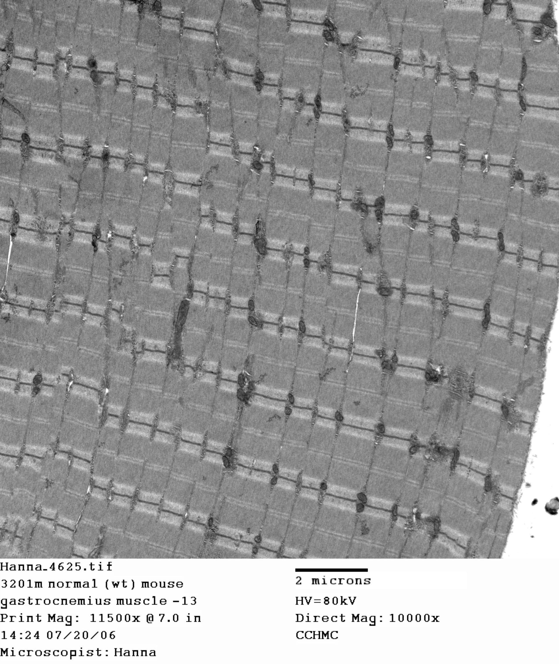 Mus musculus (Dystroglykan-Komplex) - CIL:336