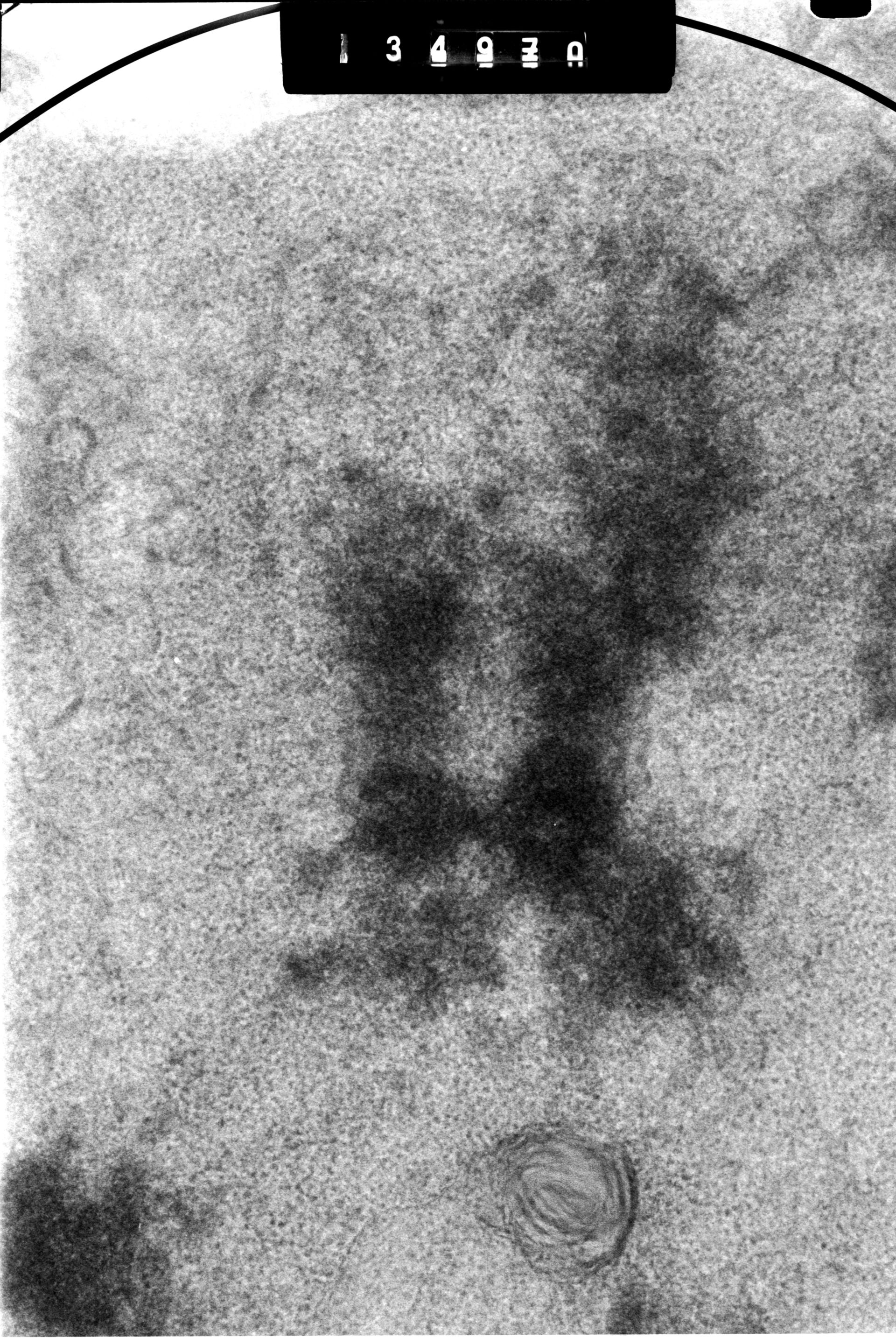 Cricetulus griseus (Nuclear chromosome) - CIL:41726