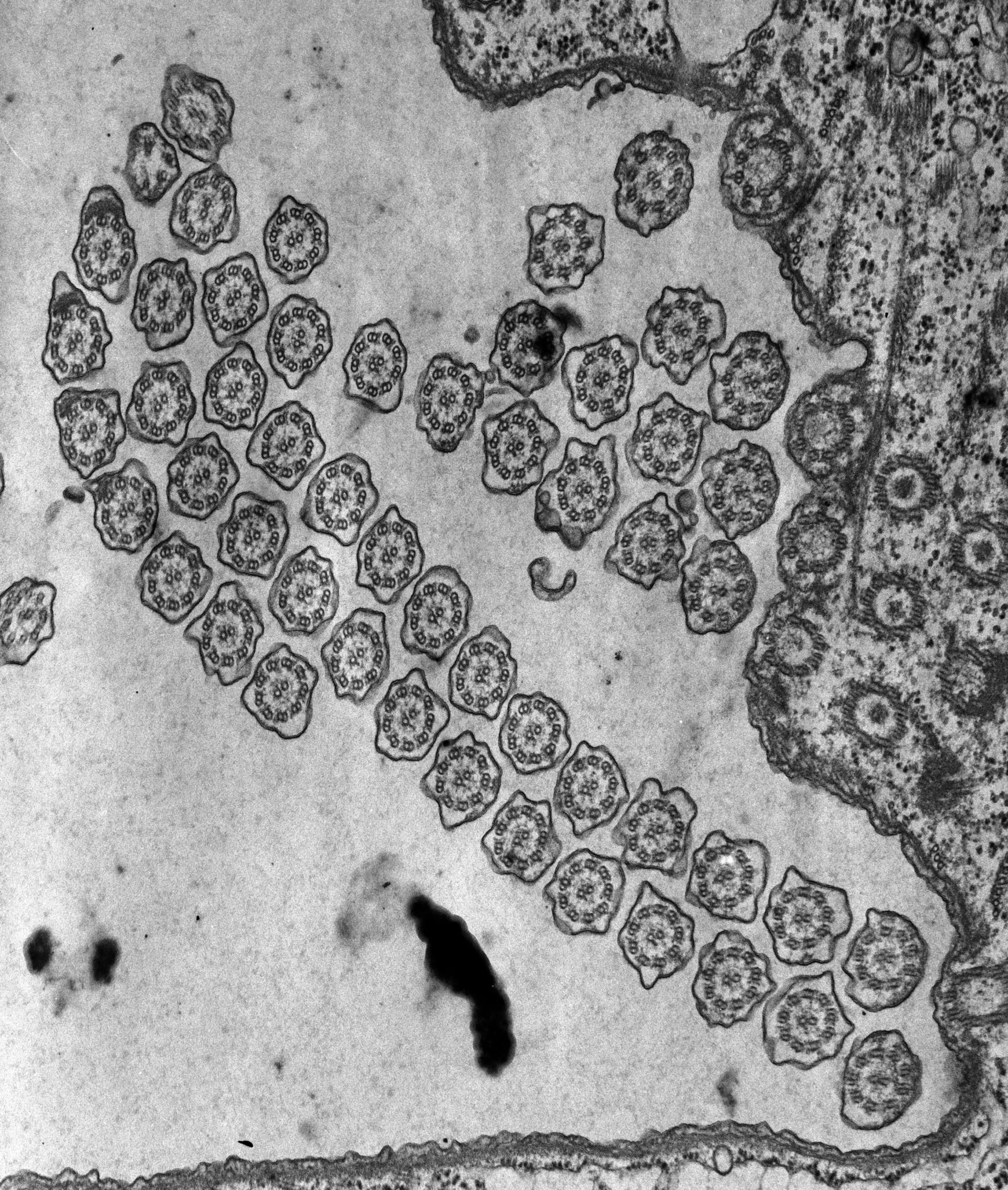 Tetrahymena pyriformis (microtubuli) - CIL:34601