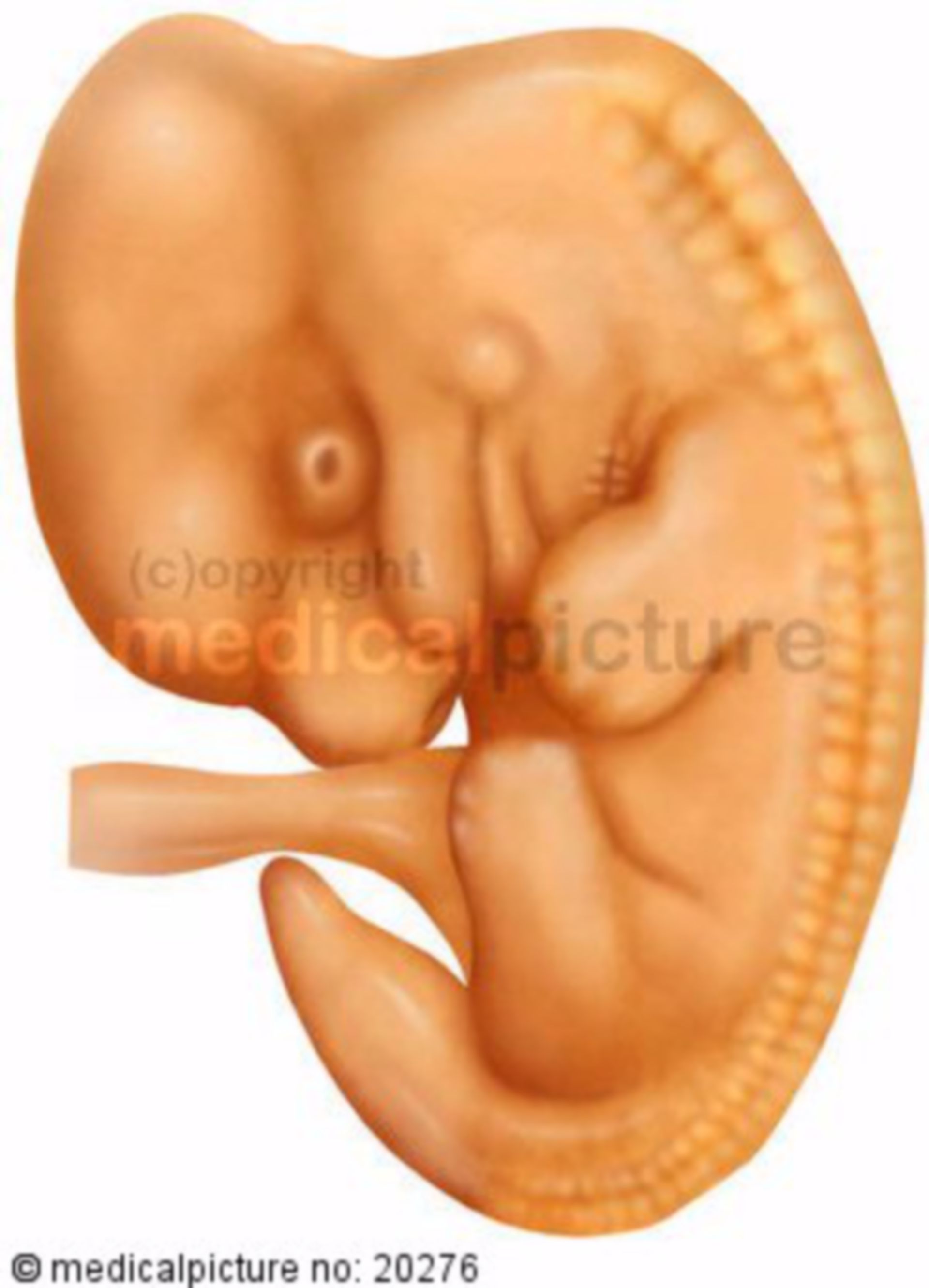 Embryo, 40th day