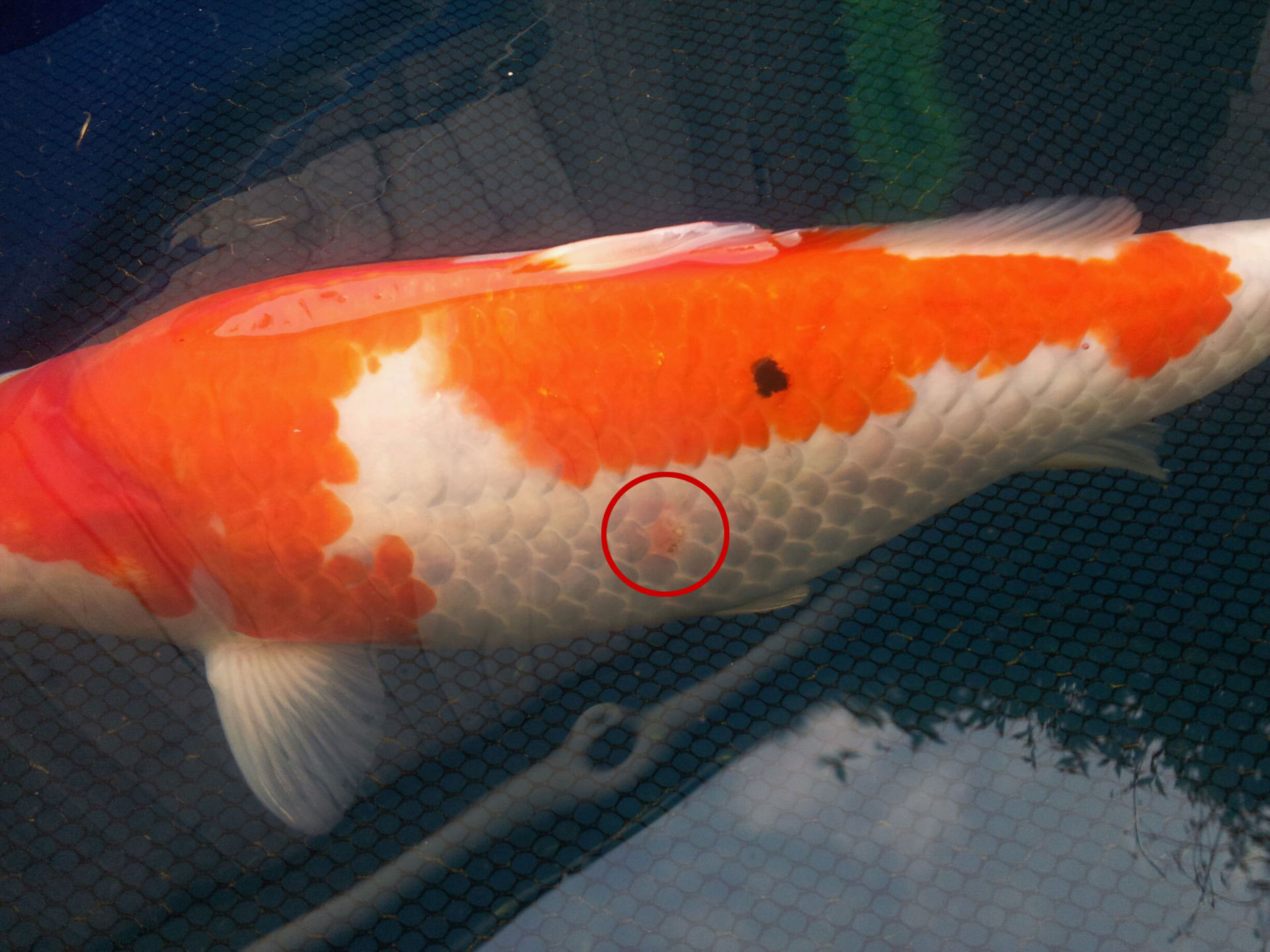 Pseudomonasinfektion (Koi)