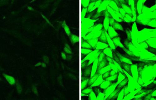 Bei normaler Sauerstoffversorgung ist der neu entwickelte Reporter inaktiv, im Mikroskop sind daher nur wenige Zellen zu erkennen (l.). Bei Unterversorgung lässt er die betroffenen Zellen grün aufleuchten (r.). © F. Kiefer