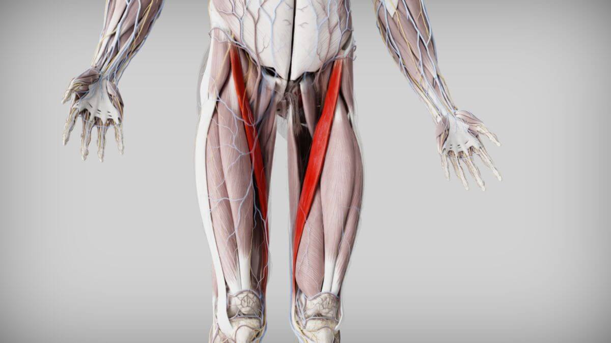 Musculus Cremaster Flexikon Kremasterreflex SWVML