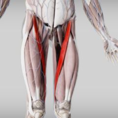 Musculus sartorius DocCheck Flexikon
