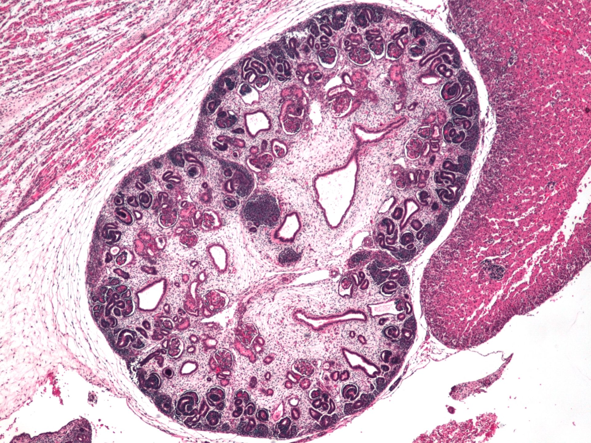 Niere eines menschlichen Embryos (Histologie)