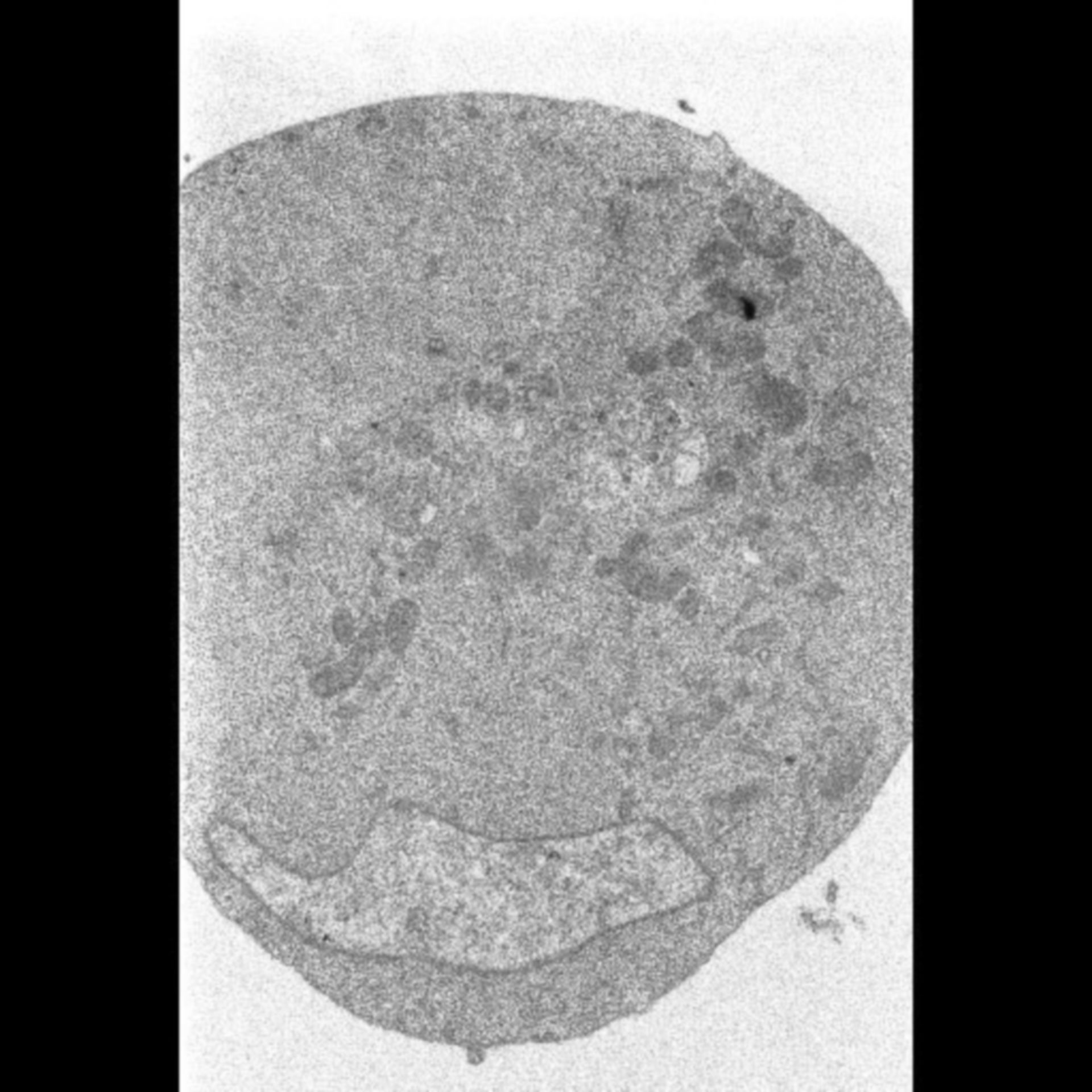 Drosophila melanogaster (Cell body) - CIL:40113