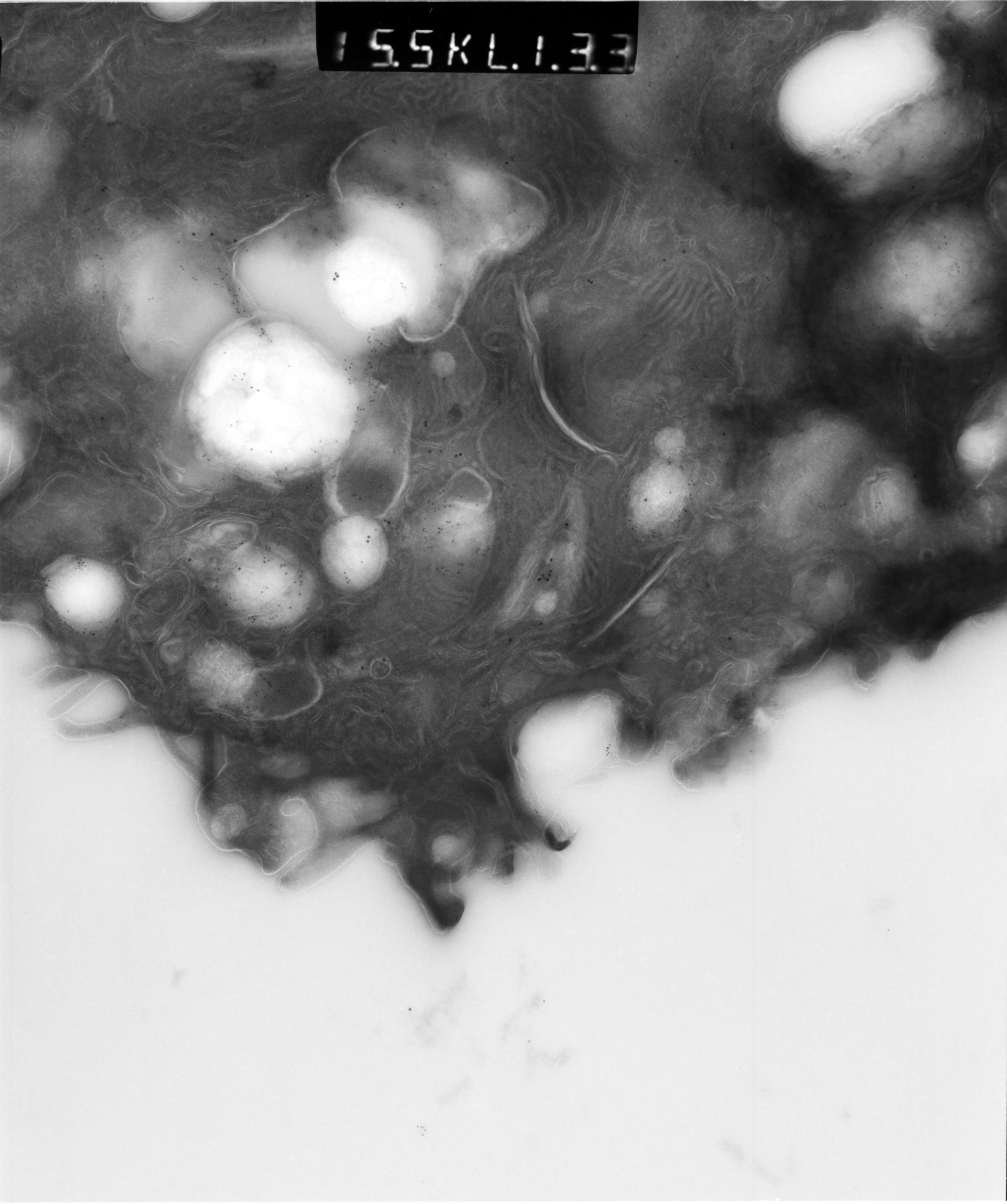 Rattus rattus (Mitochondrion) - CIL:12924