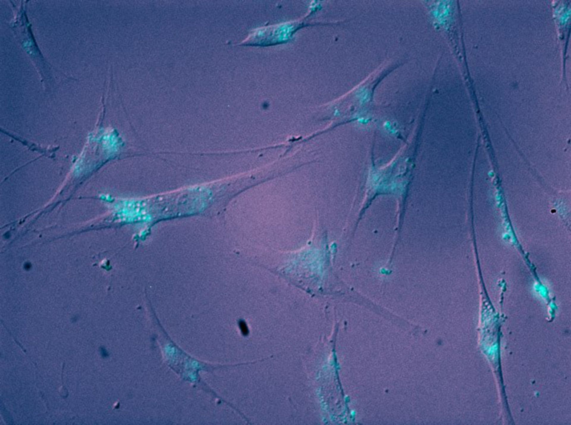 Mus musculus (Neuron) - CIL:220