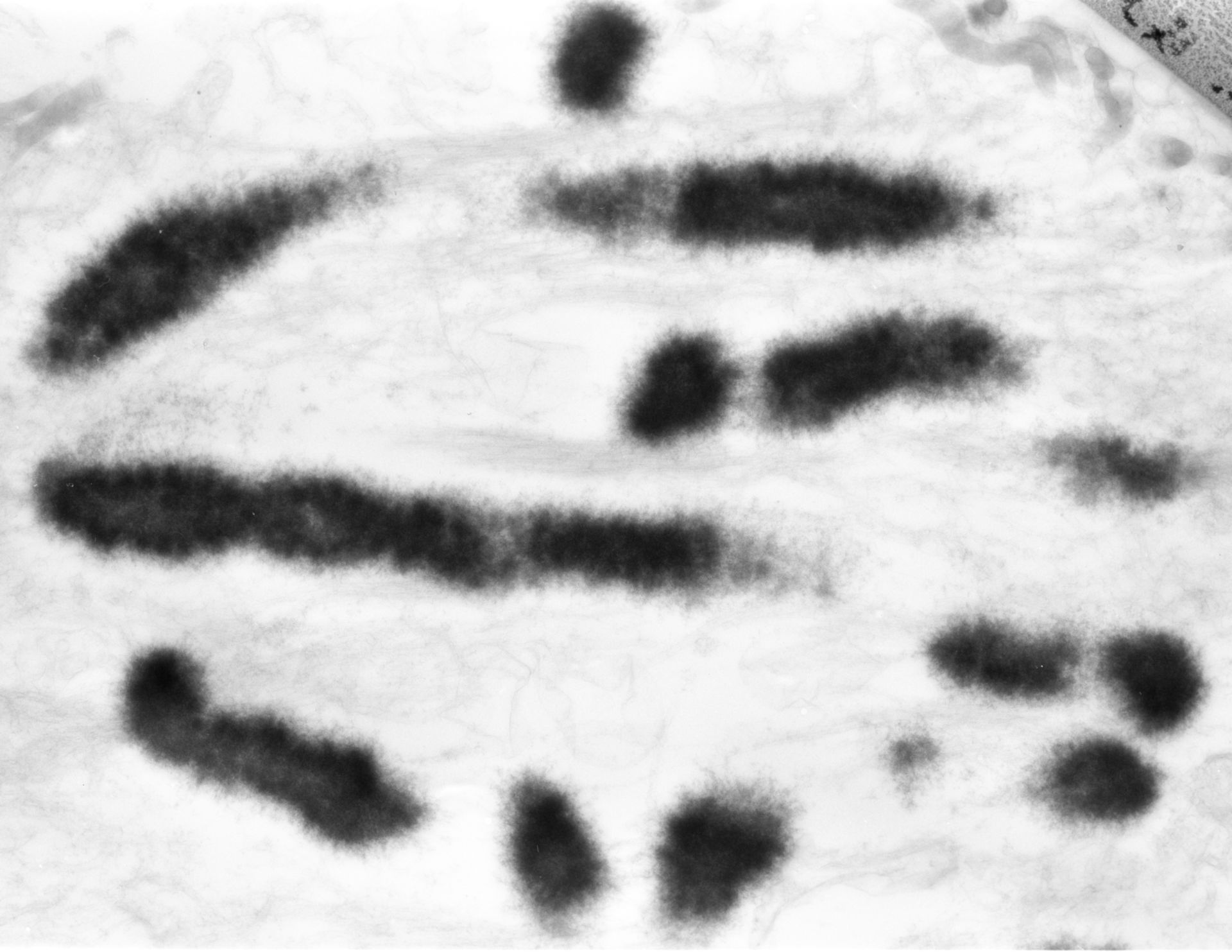 Haemanthus katharinae (Nuclear chromosome) - CIL:12059