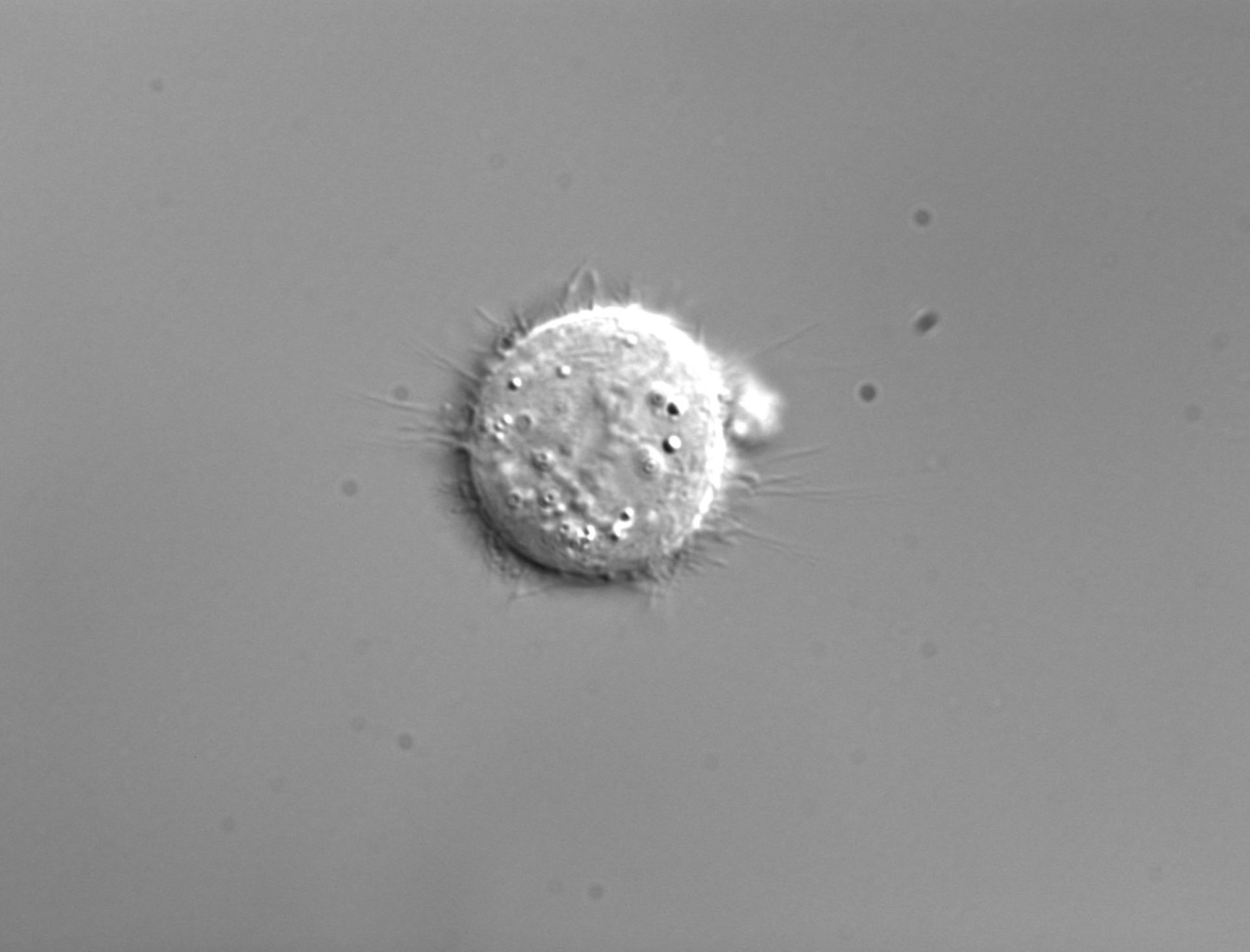 Homo sapiens (Retinal pigment epithelium) - CIL:25696