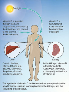Synthese von Vitamin D im menschlichen Körper. Grafik von OpenStax College, CC BY 3.0.