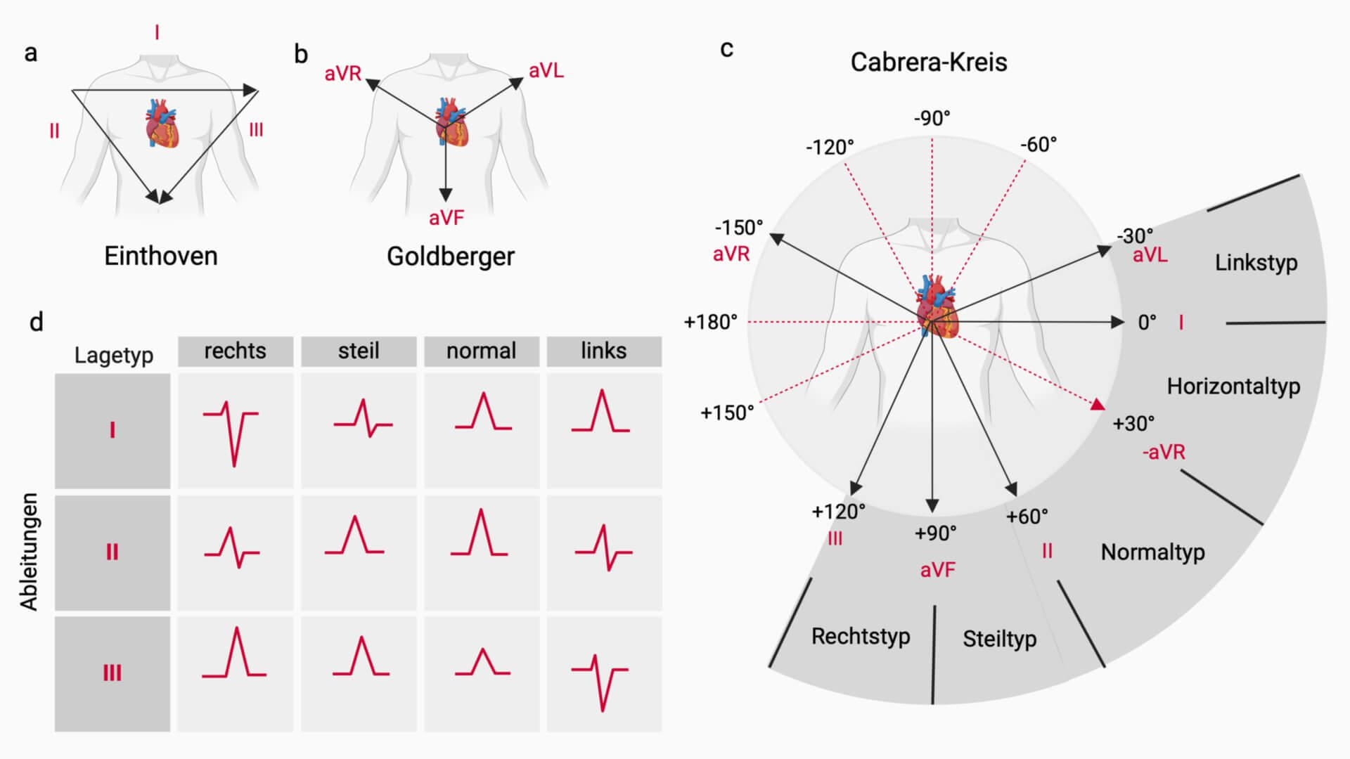 Projektion der EKG-Ableitung