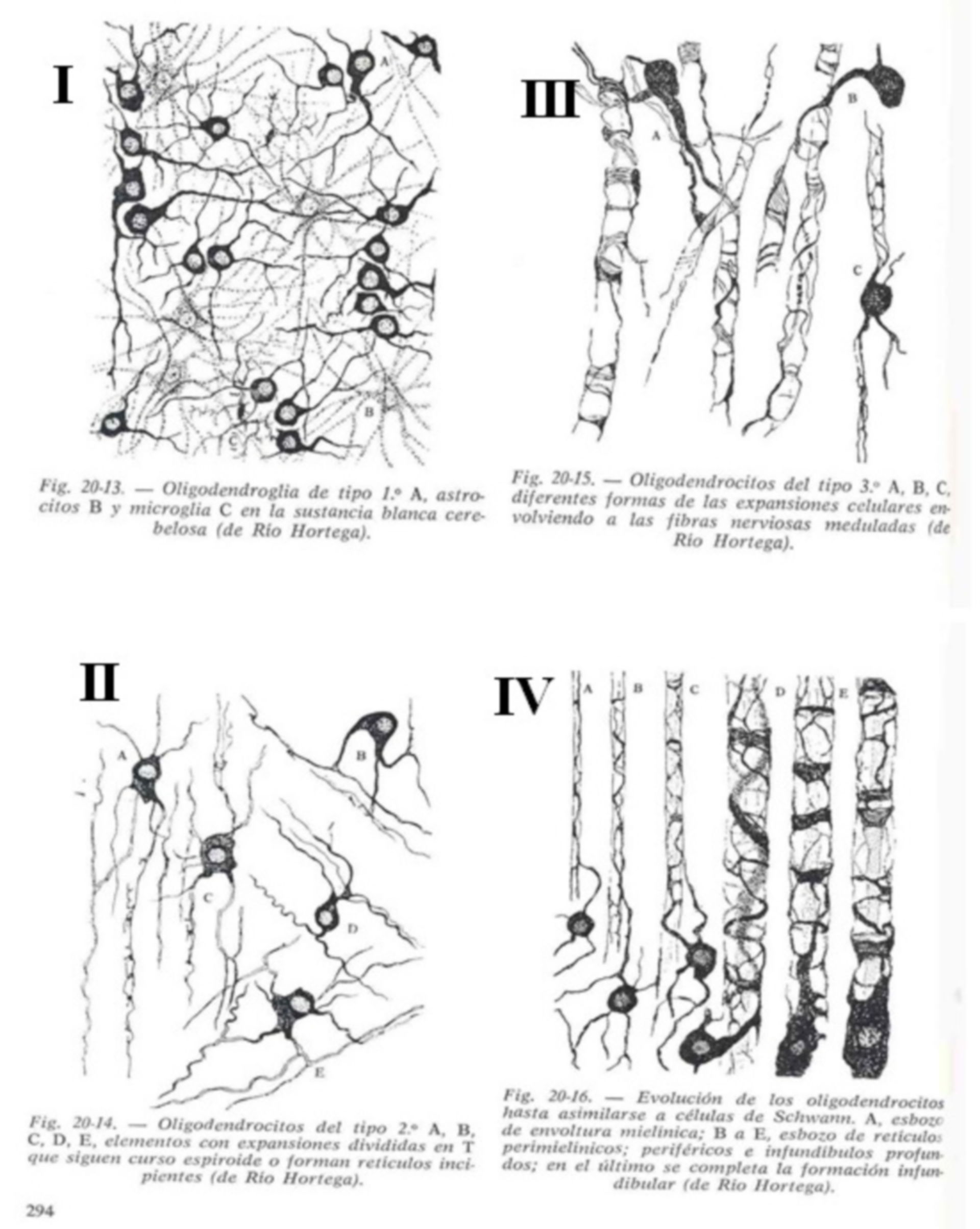 Four types of oligodendroglia, Oligo Rio hortega
