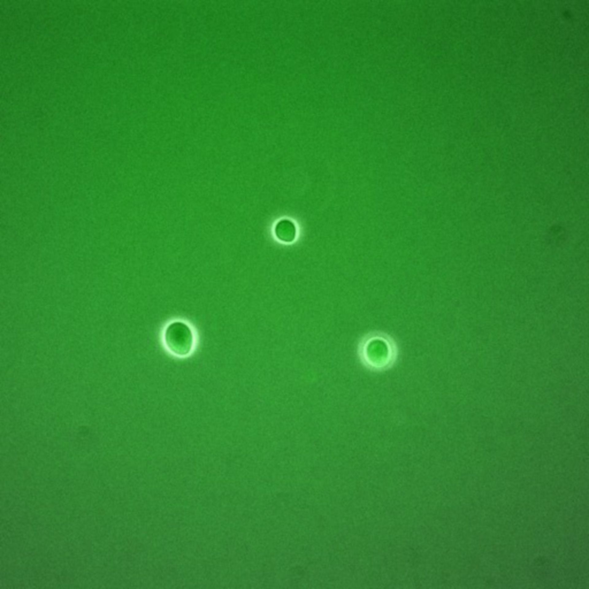 Saccharomyces cerevisiae (Anaphase-promoting complex) - CIL:35648