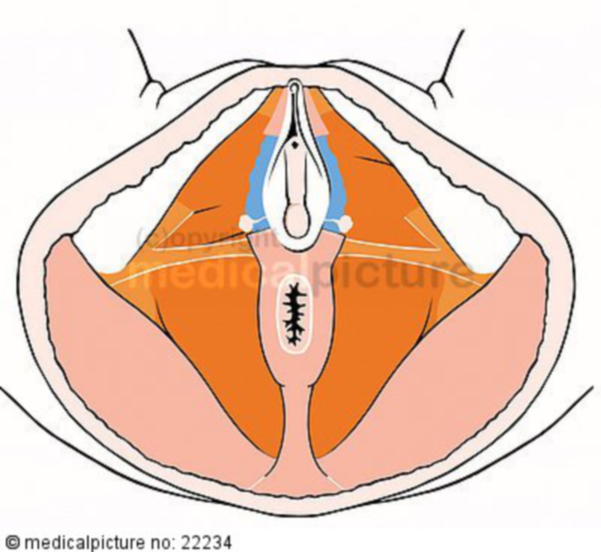 Female pelvic floor muscles 2