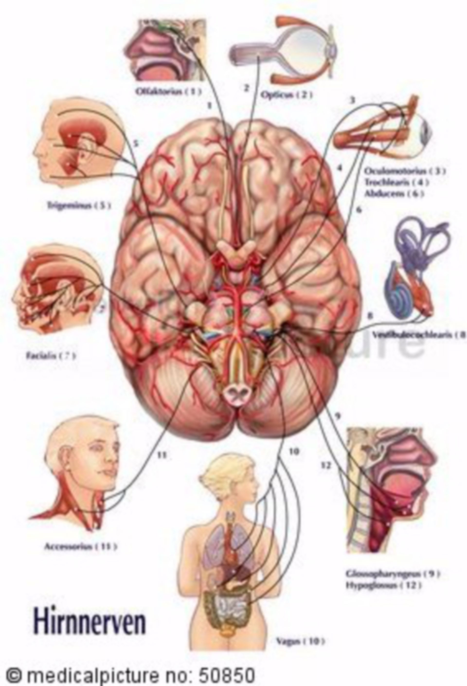Cranial nerves and their supply areas