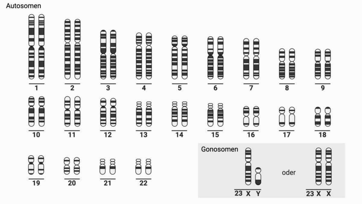 Humane Chromosome