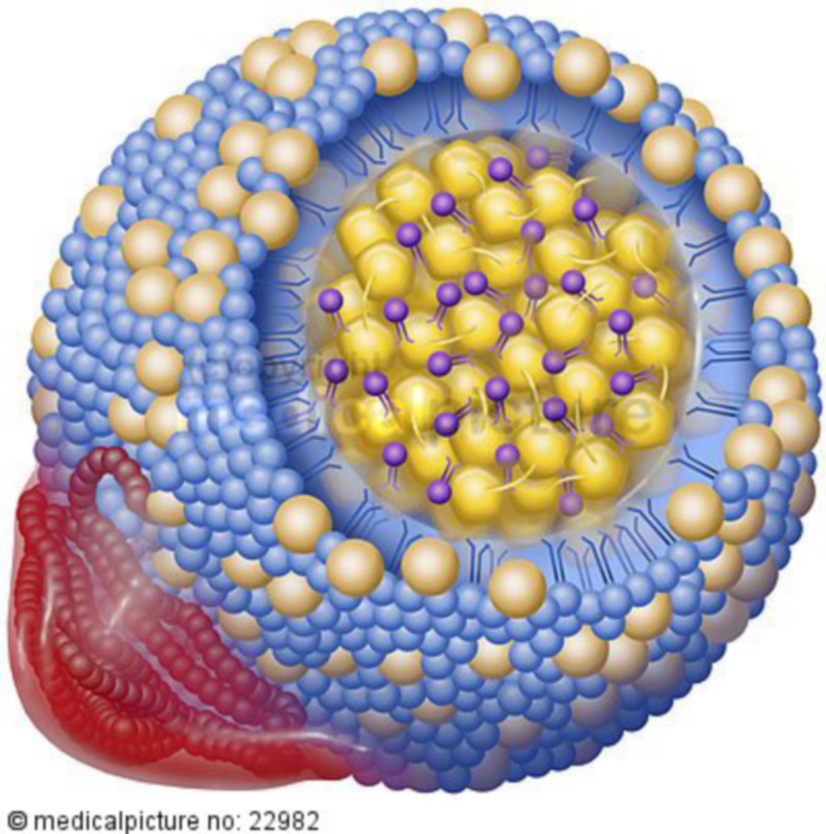 Cholesterin DocCheck Flexikon