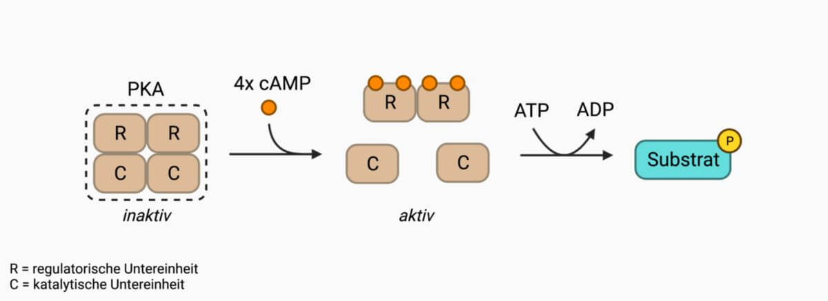 Aktivierung der Proteinkinase A