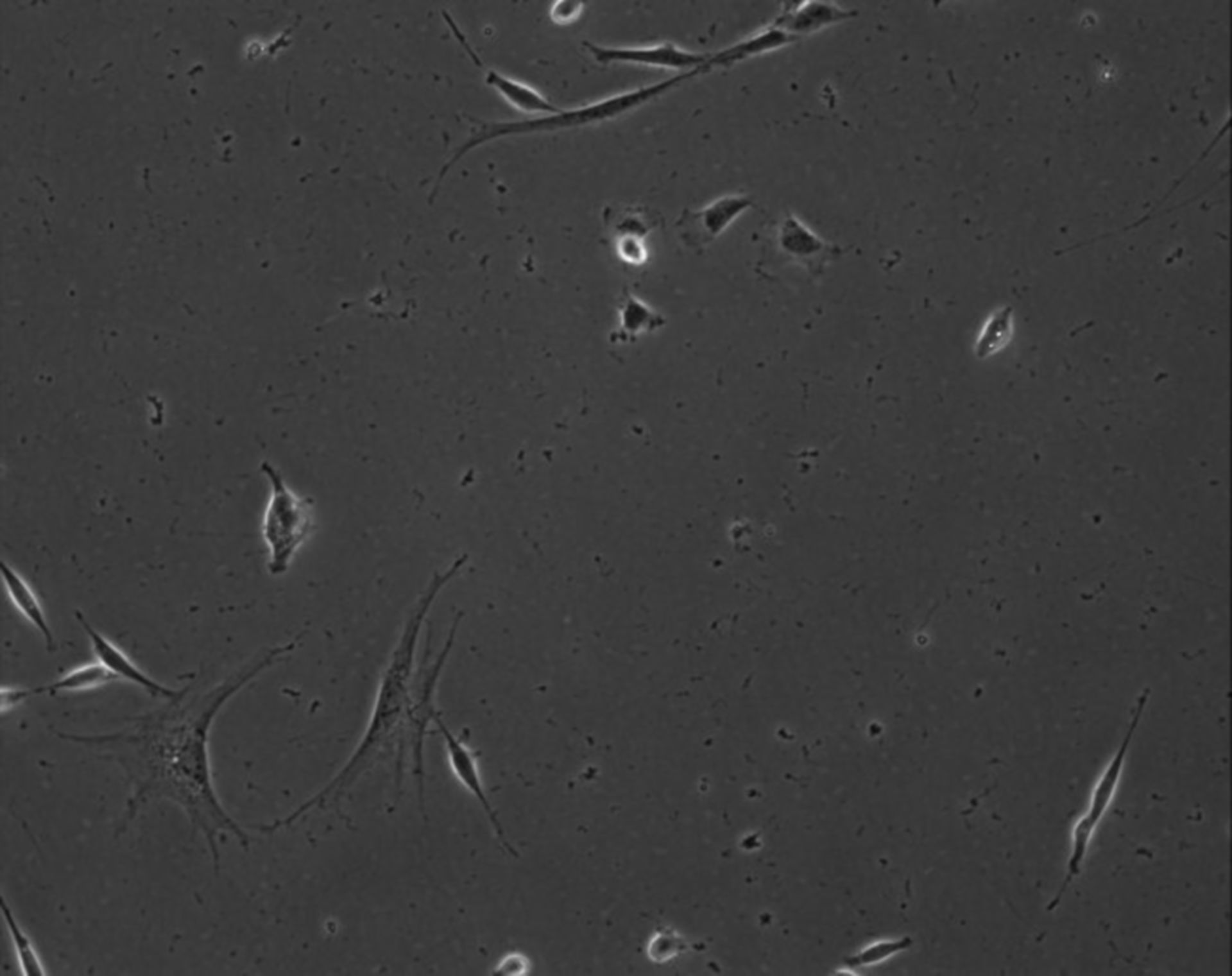 Mus musculus (Extracellular matrix part) - CIL:8893