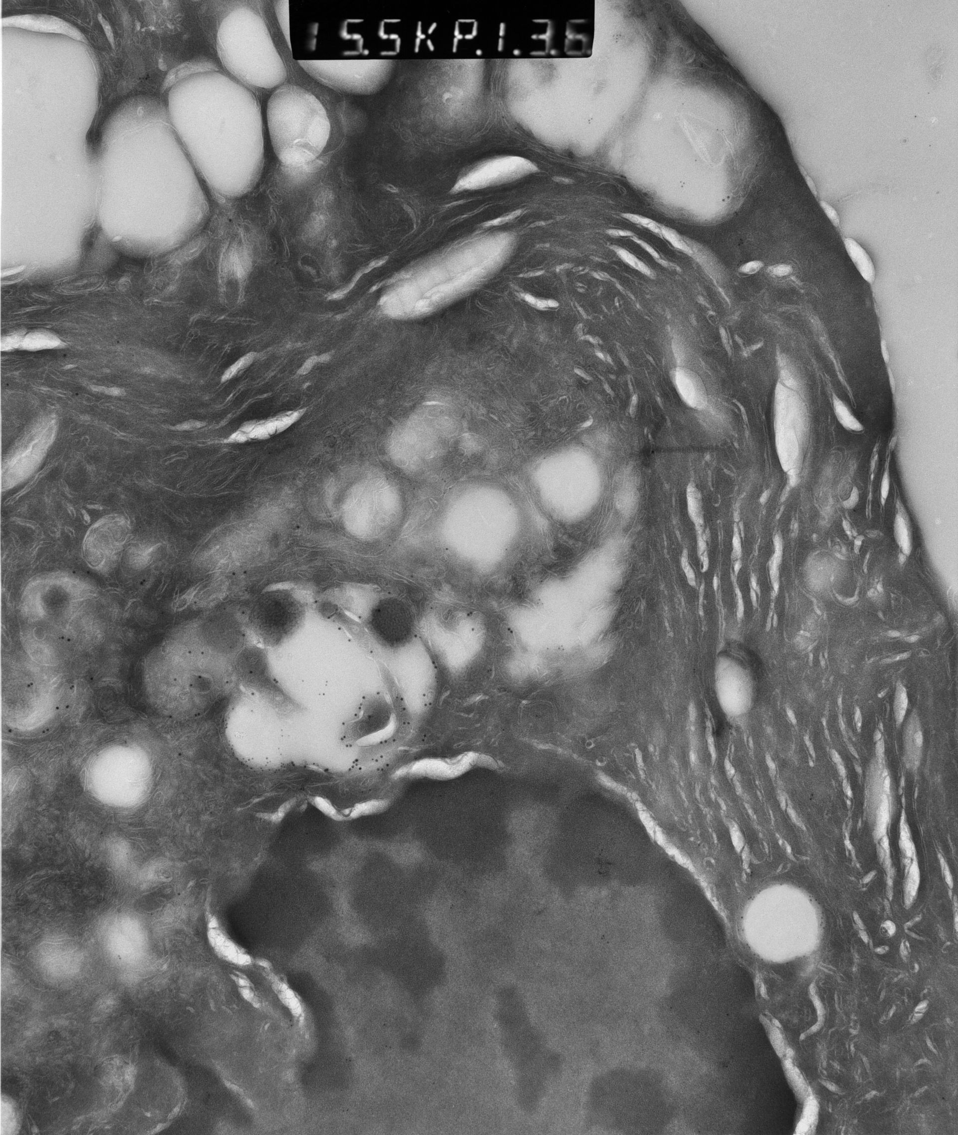Rattus rattus (Mitochondrion) - CIL:12914