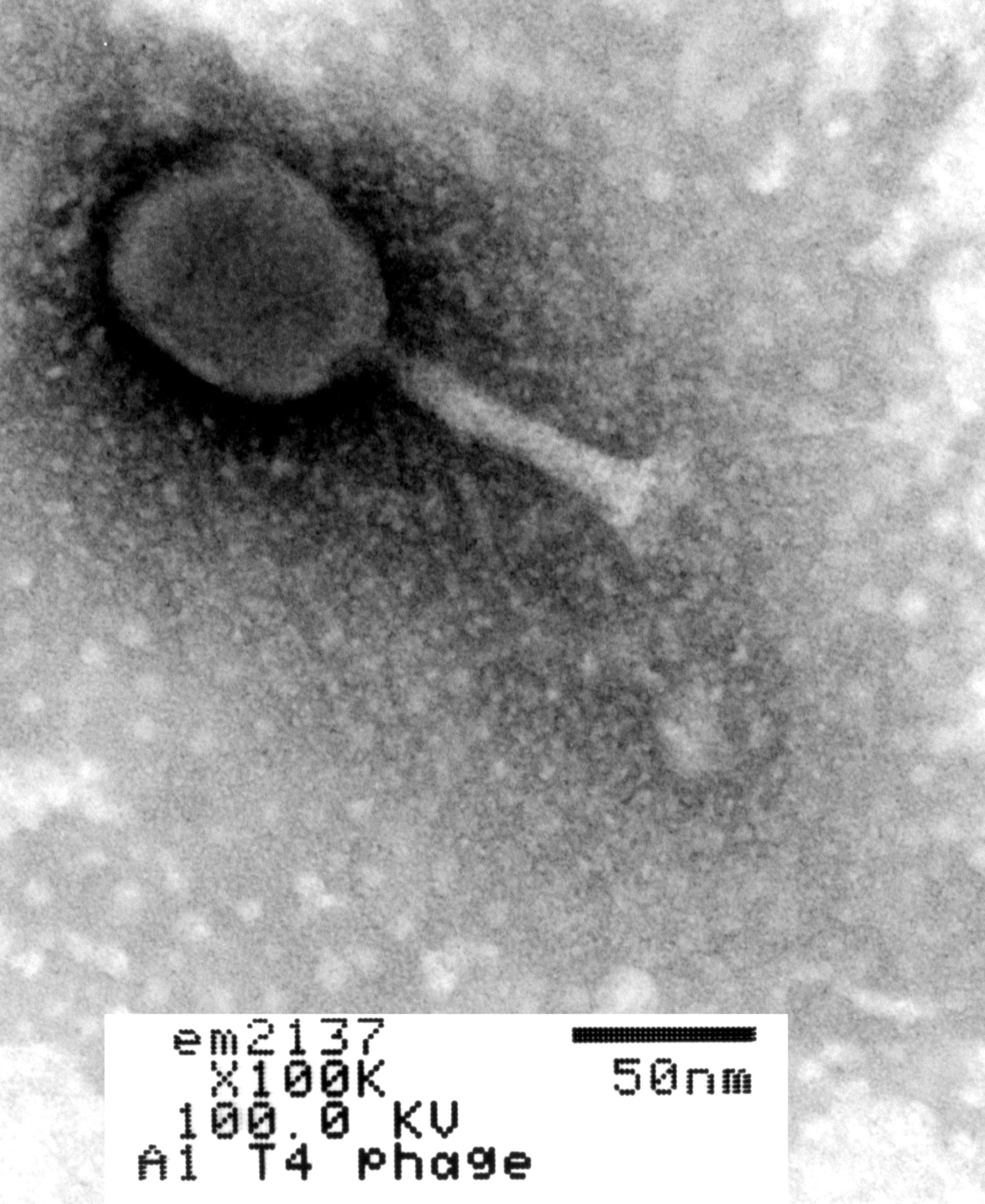 Enterobacteria phage T4 (Phage tail fibers) - CIL:41124