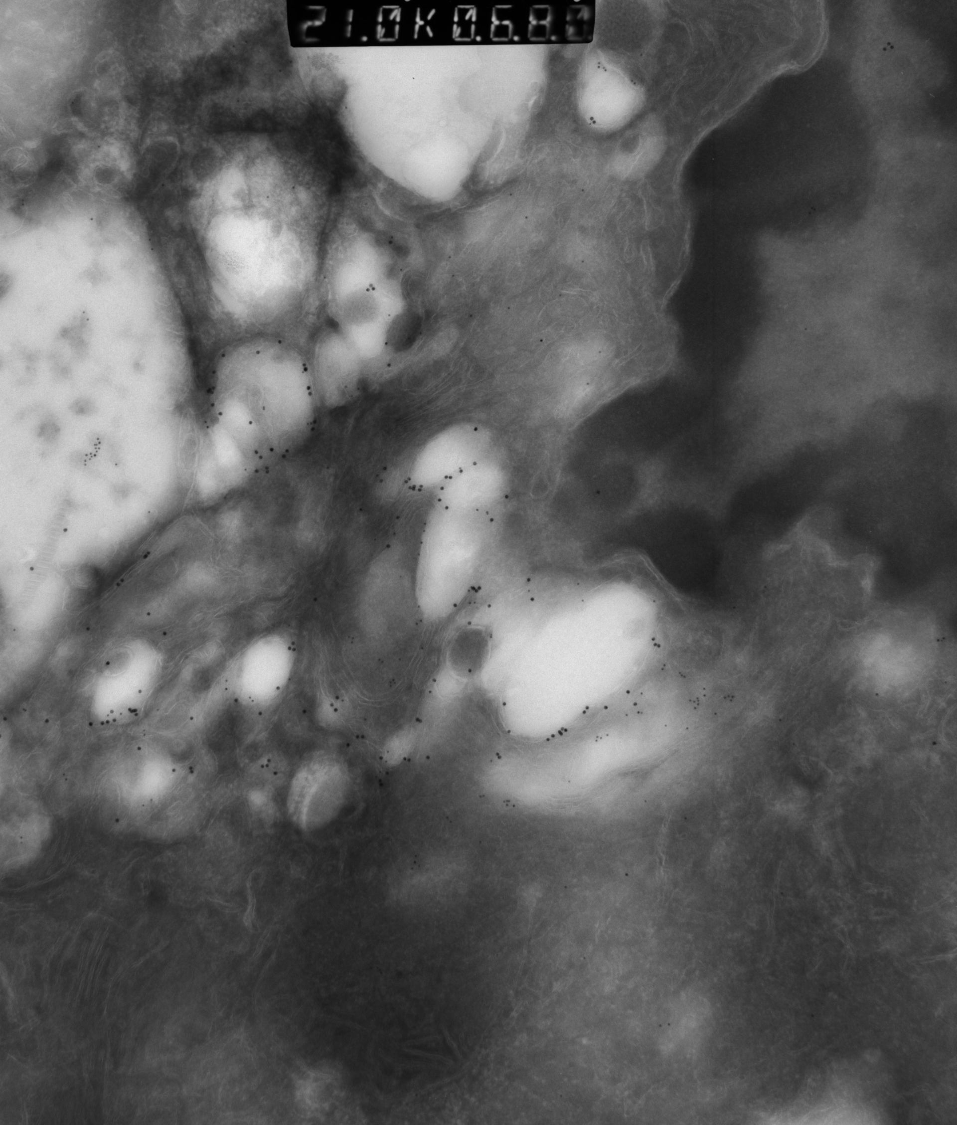Rattus rattus (Mitochondrion) - CIL:12952