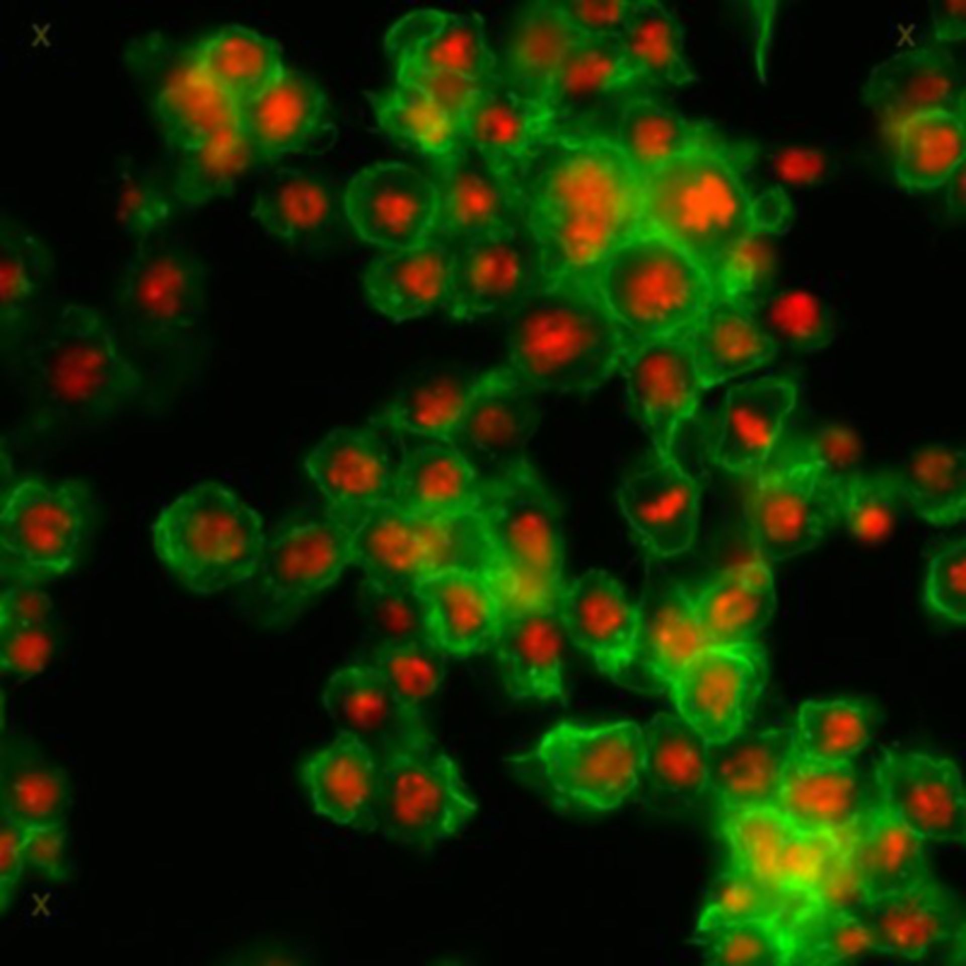 Drosophila melanogaster (Actin filament) - CIL:32146