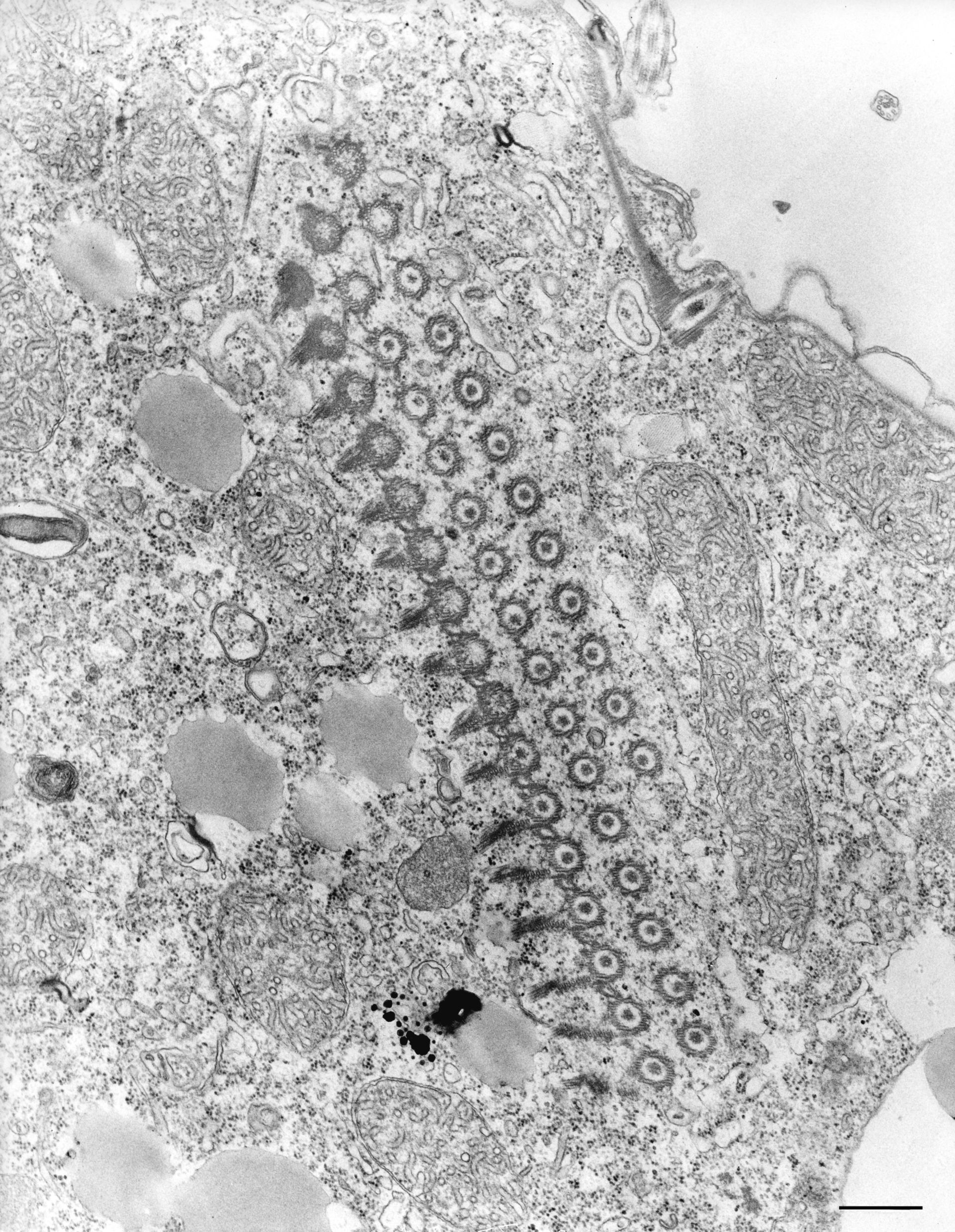 Tetrahymena pyriformis (Microtubule associated complex) - CIL:36218