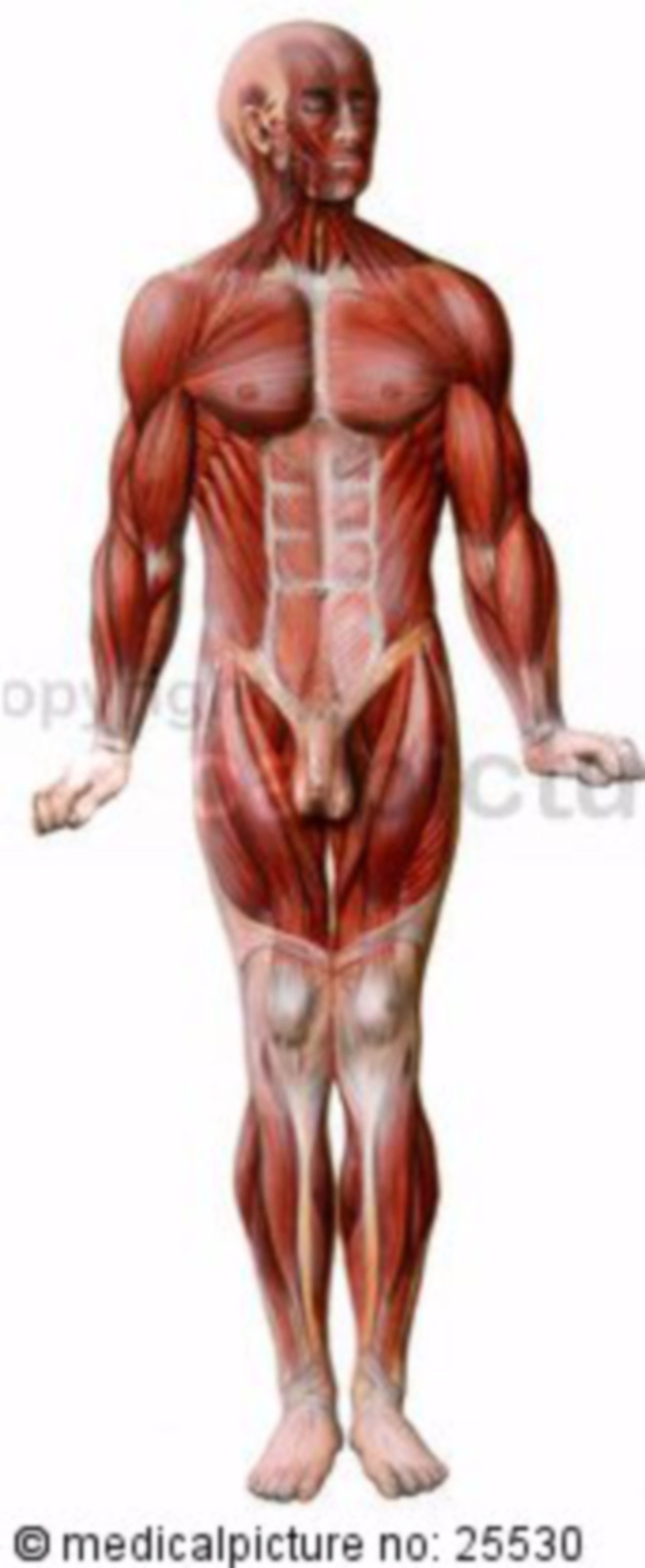 Human skeletal muscles