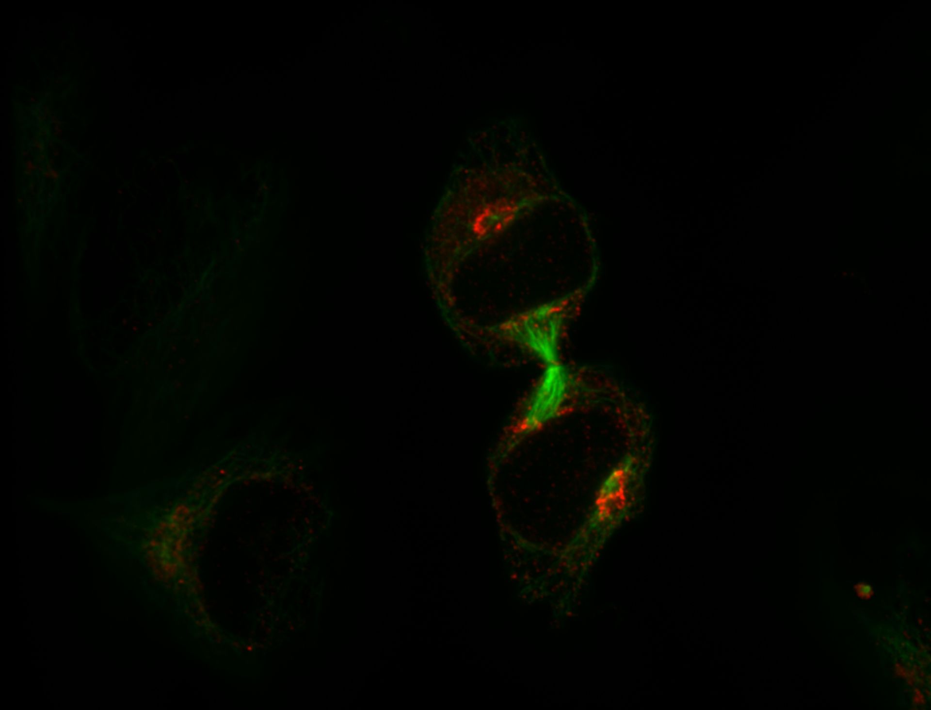 Homo sapiens (Microtubule) - CIL:7224