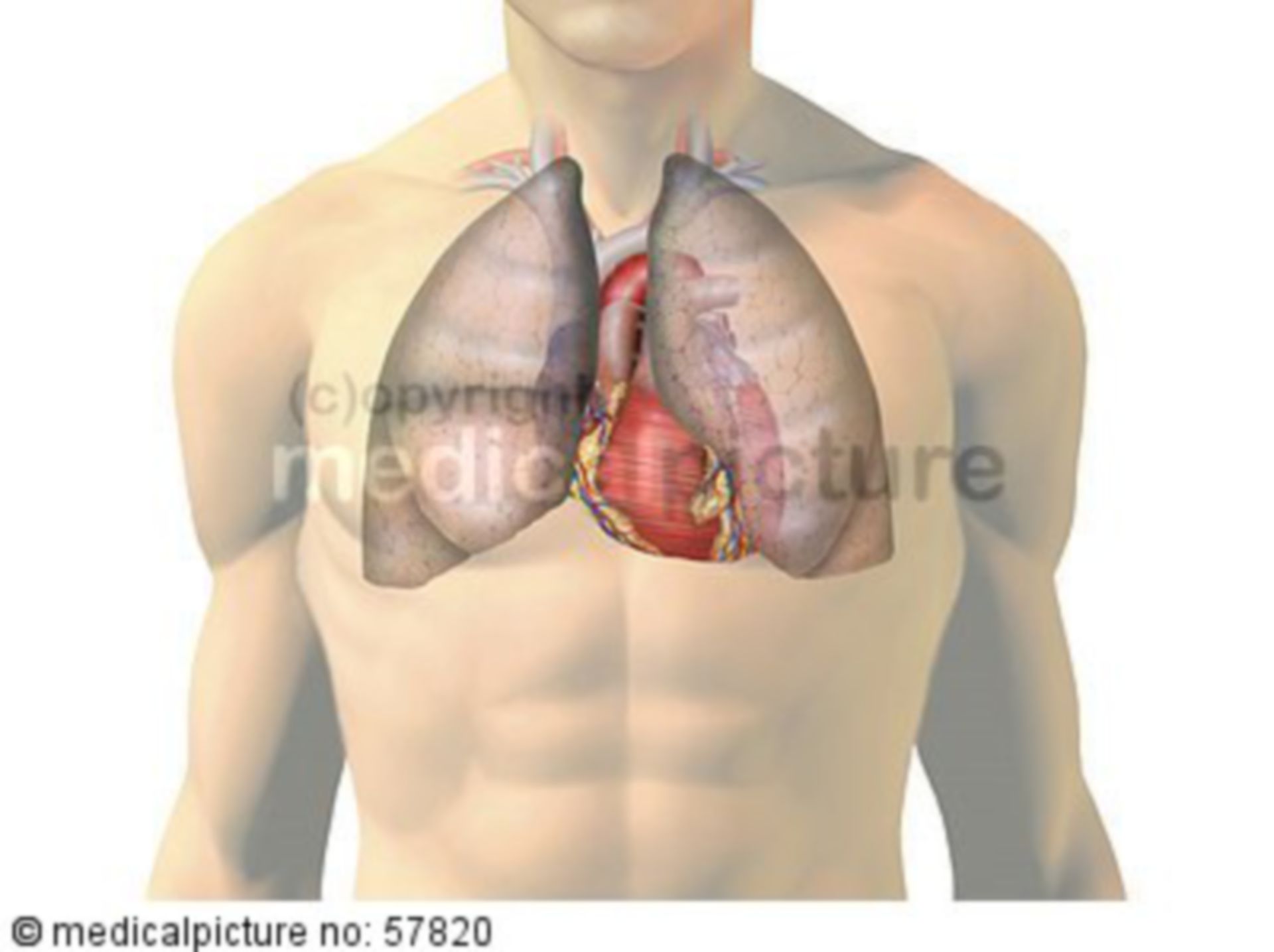 Anatomische Illustrationen - Lunge und Herz mit Gefäßen