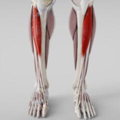 Musculus Tibialis Anterior Doccheck Flexikon