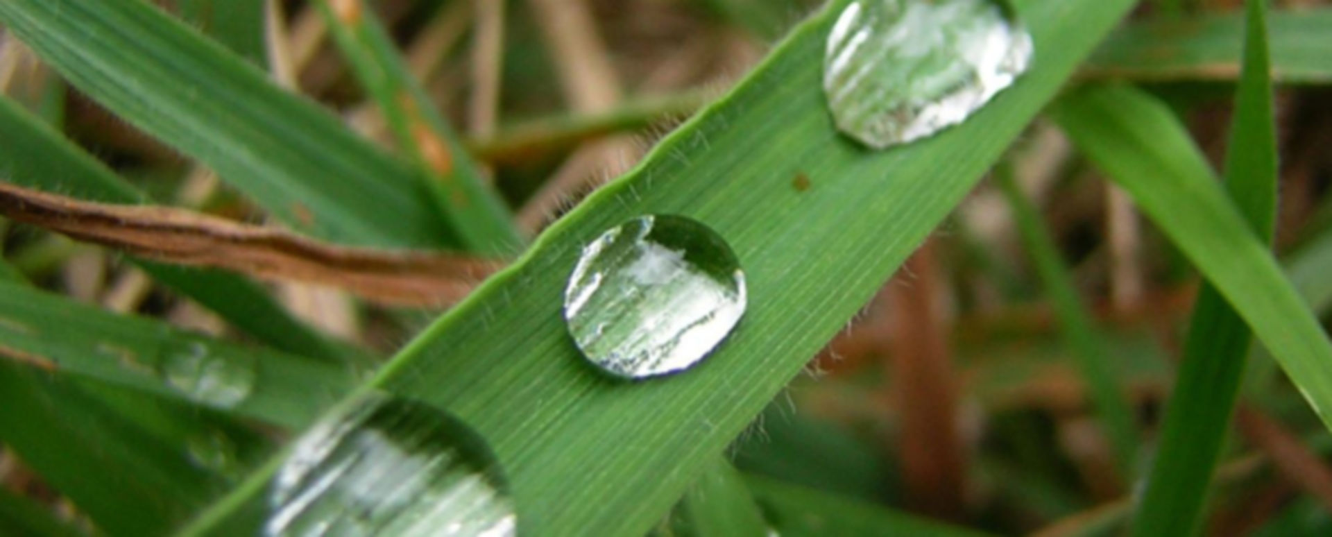 Niere Aquaporin1 forciert Wasserdurchfluss DocCheck