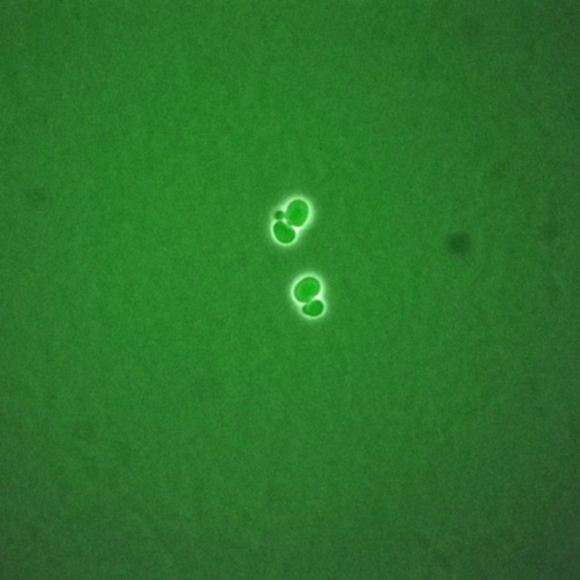 Saccharomyces cerevisiae (Spindle pole body) - CIL:35859