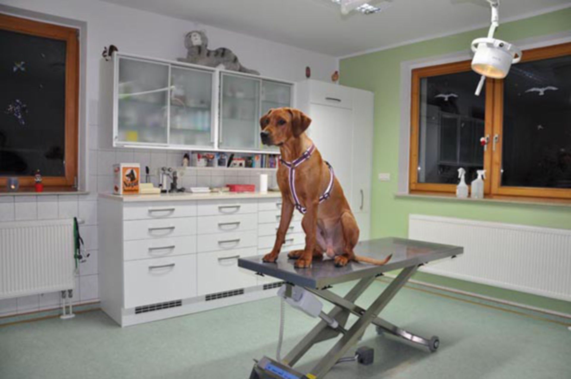 Veterinary Medicine: Treatment Room